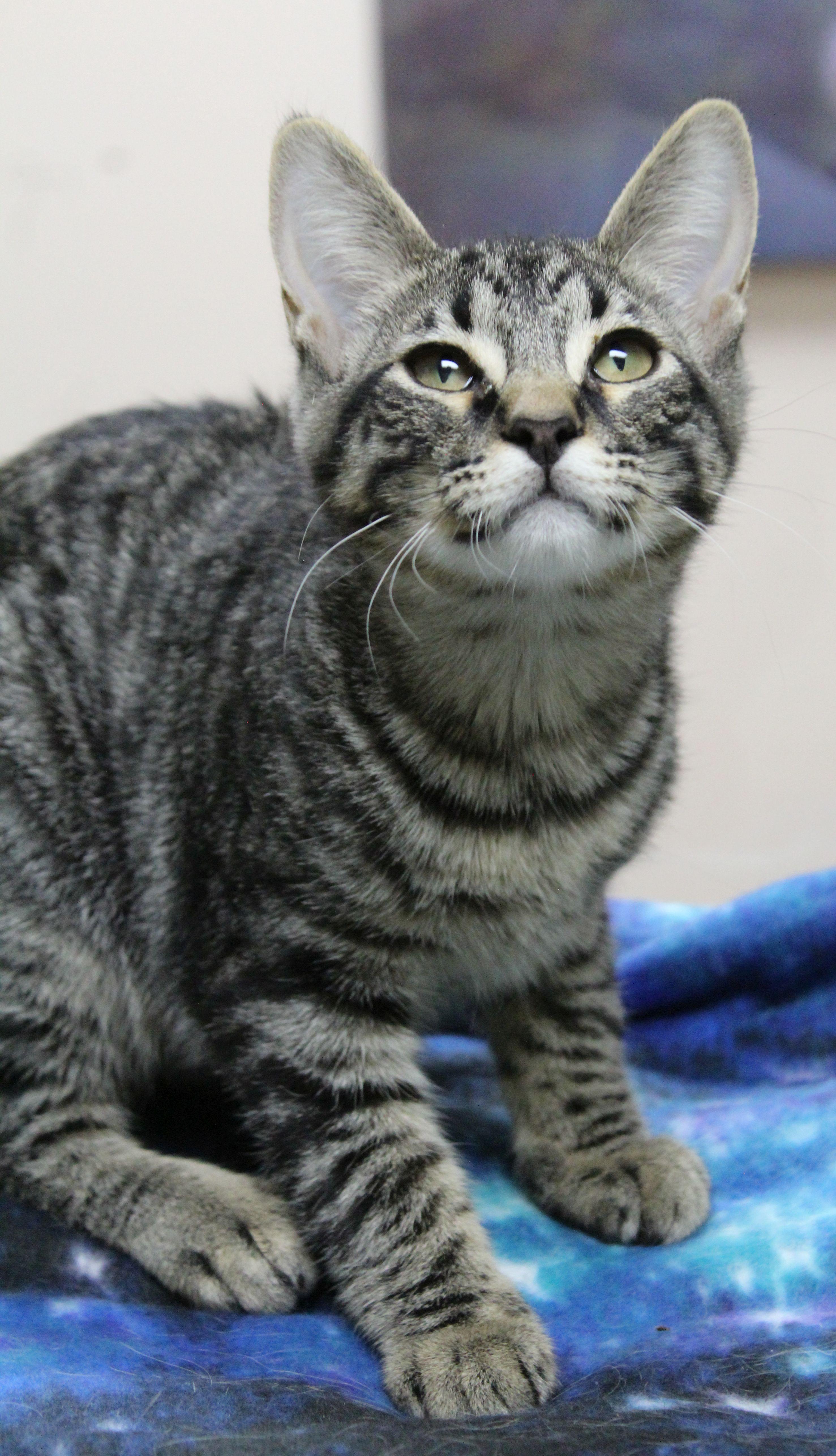 Enlarge Jake, a ADOPTABLE mixed breed in Portage, WI image 1/3