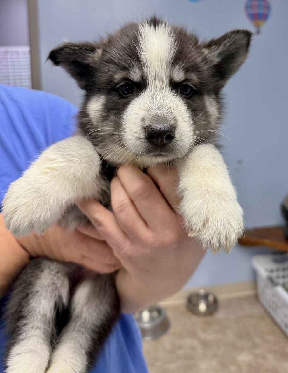 Phoebe, Adopted, Puppy Female Husky.