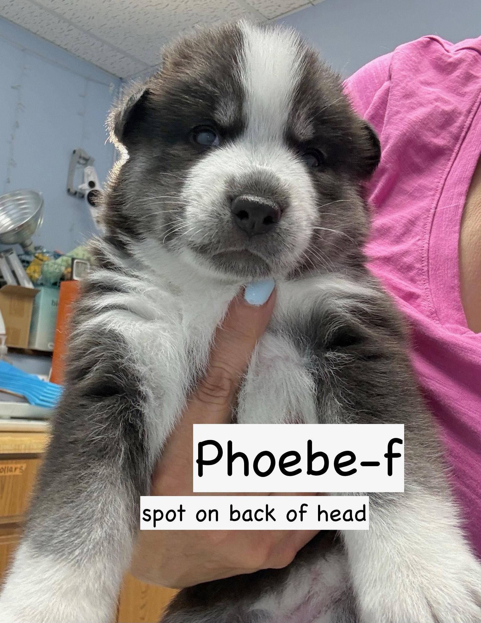 Enlarge Phoebe, a Adopted Husky in GILBERTS, IL image 2/3