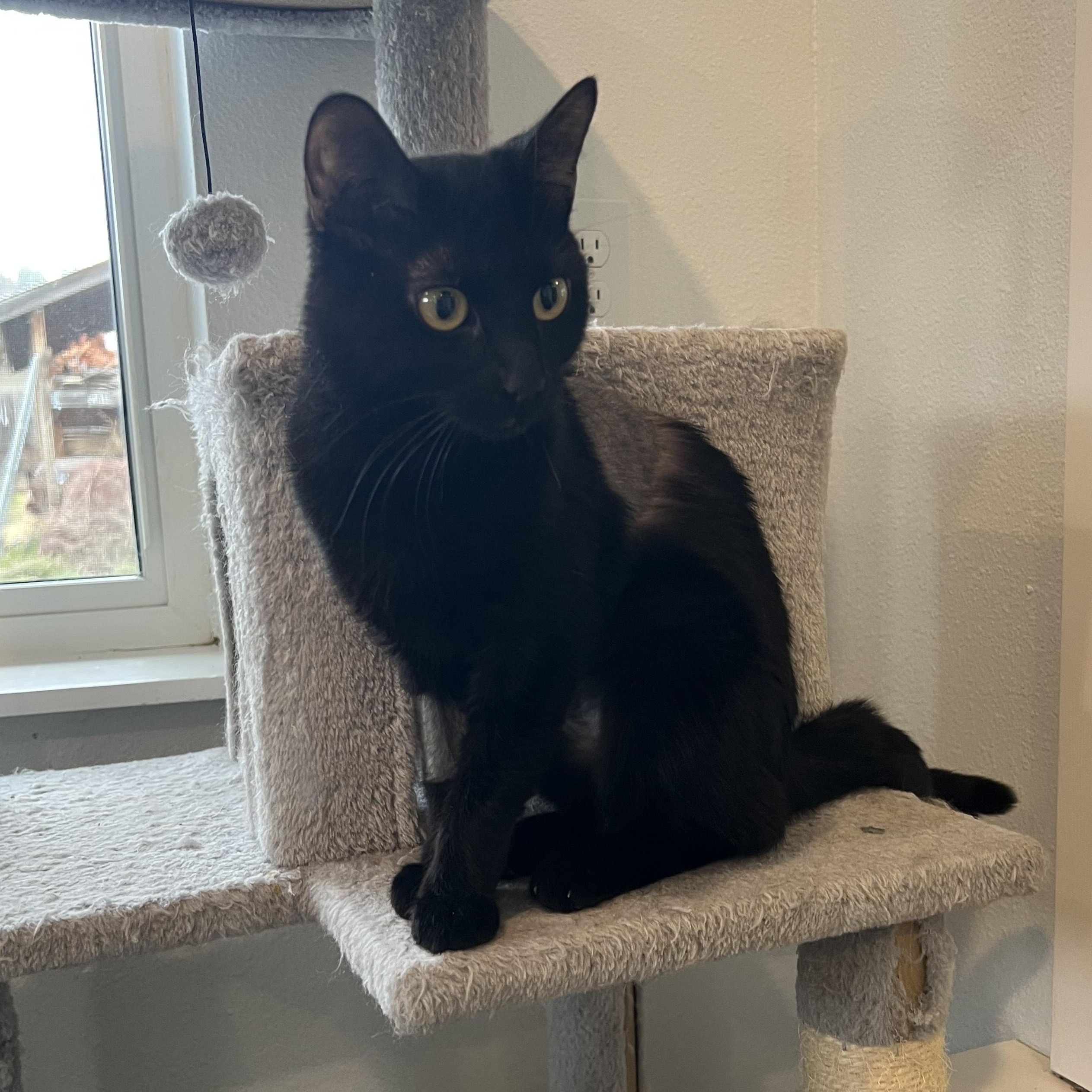 Enlarge Alba, a ADOPTABLE Domestic Short Hair in Bonners Ferry, ID image 2/4