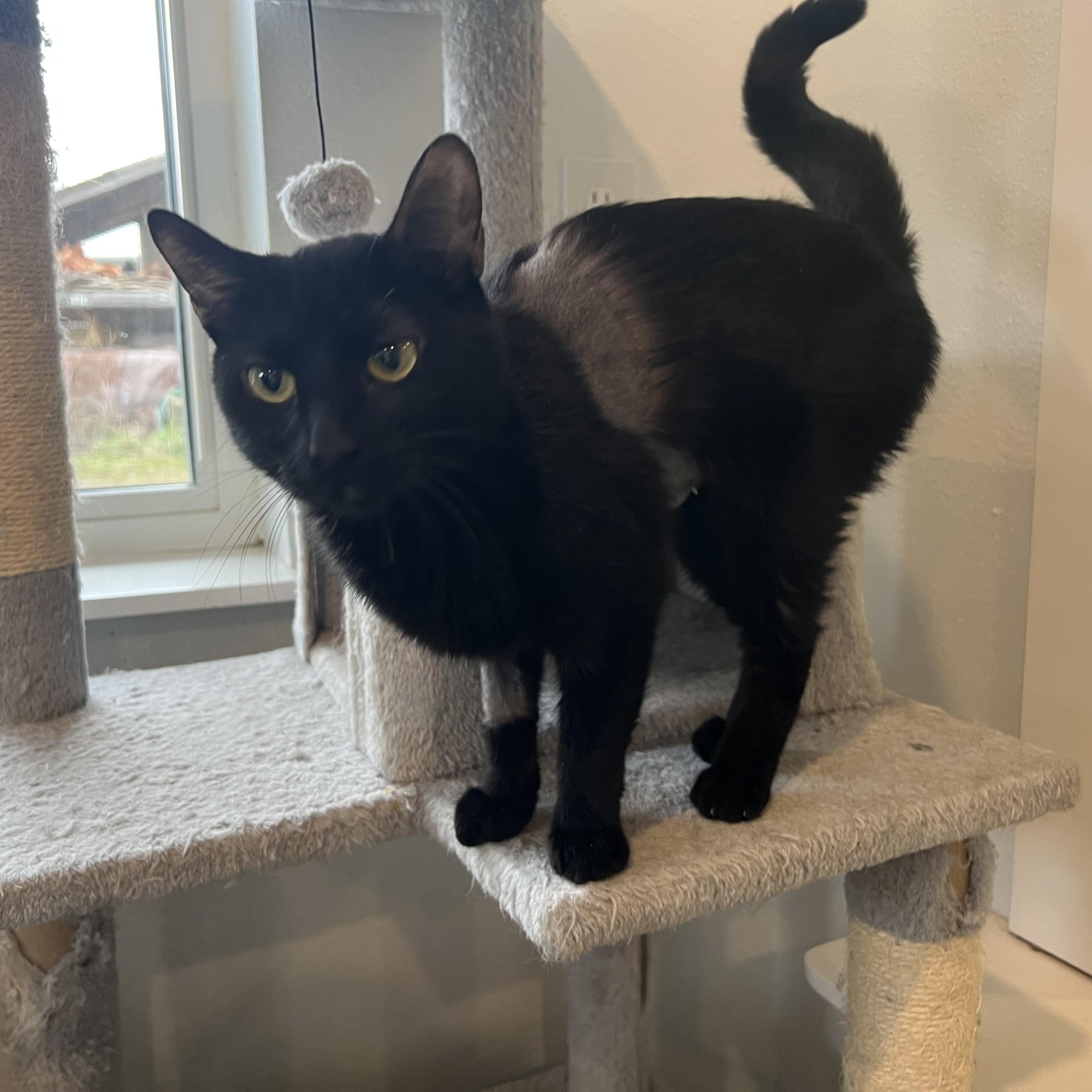 Enlarge Alba, a ADOPTABLE Domestic Short Hair in Bonners Ferry, ID image 3/4