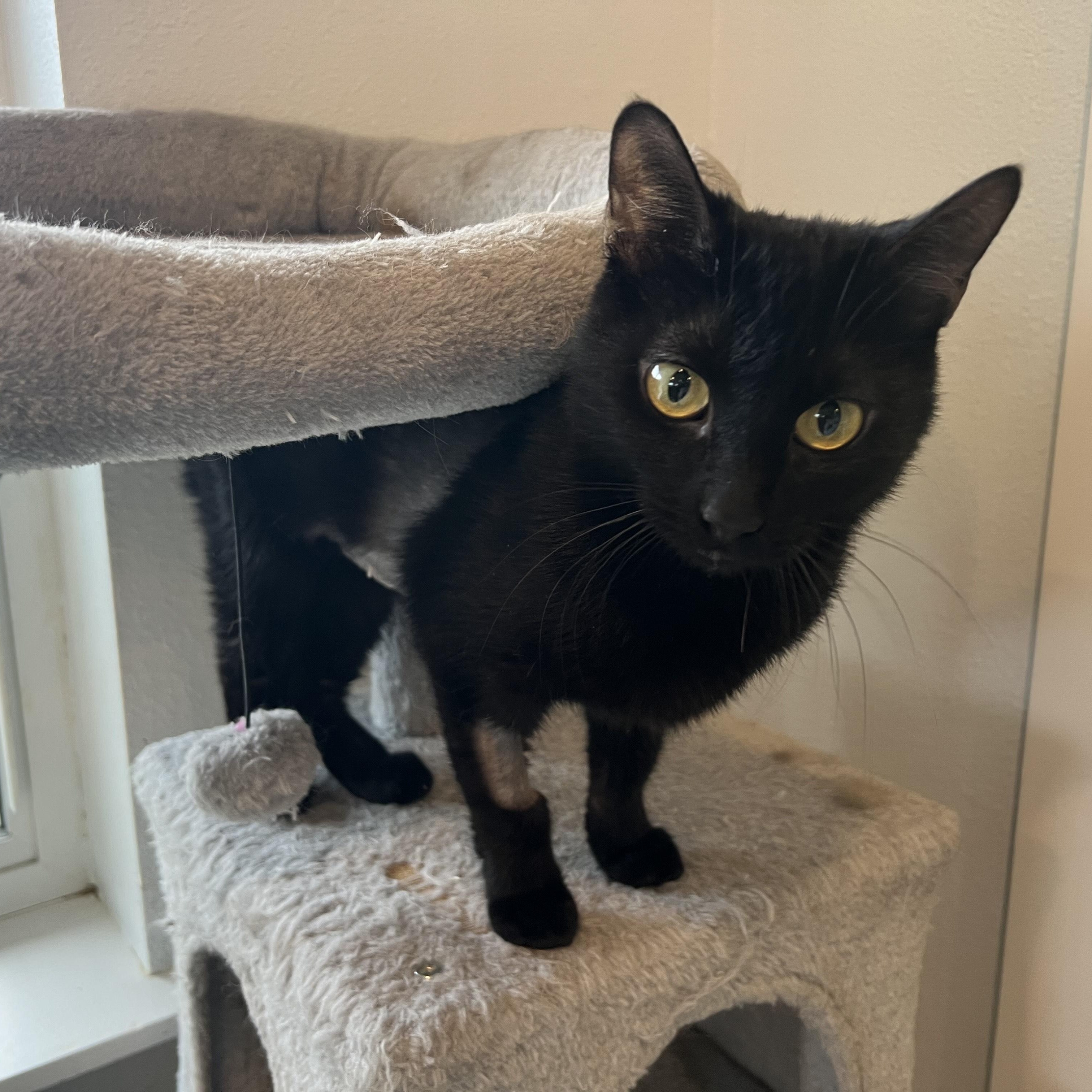 Alba, adopted, Adult Female Domestic Short Hair.