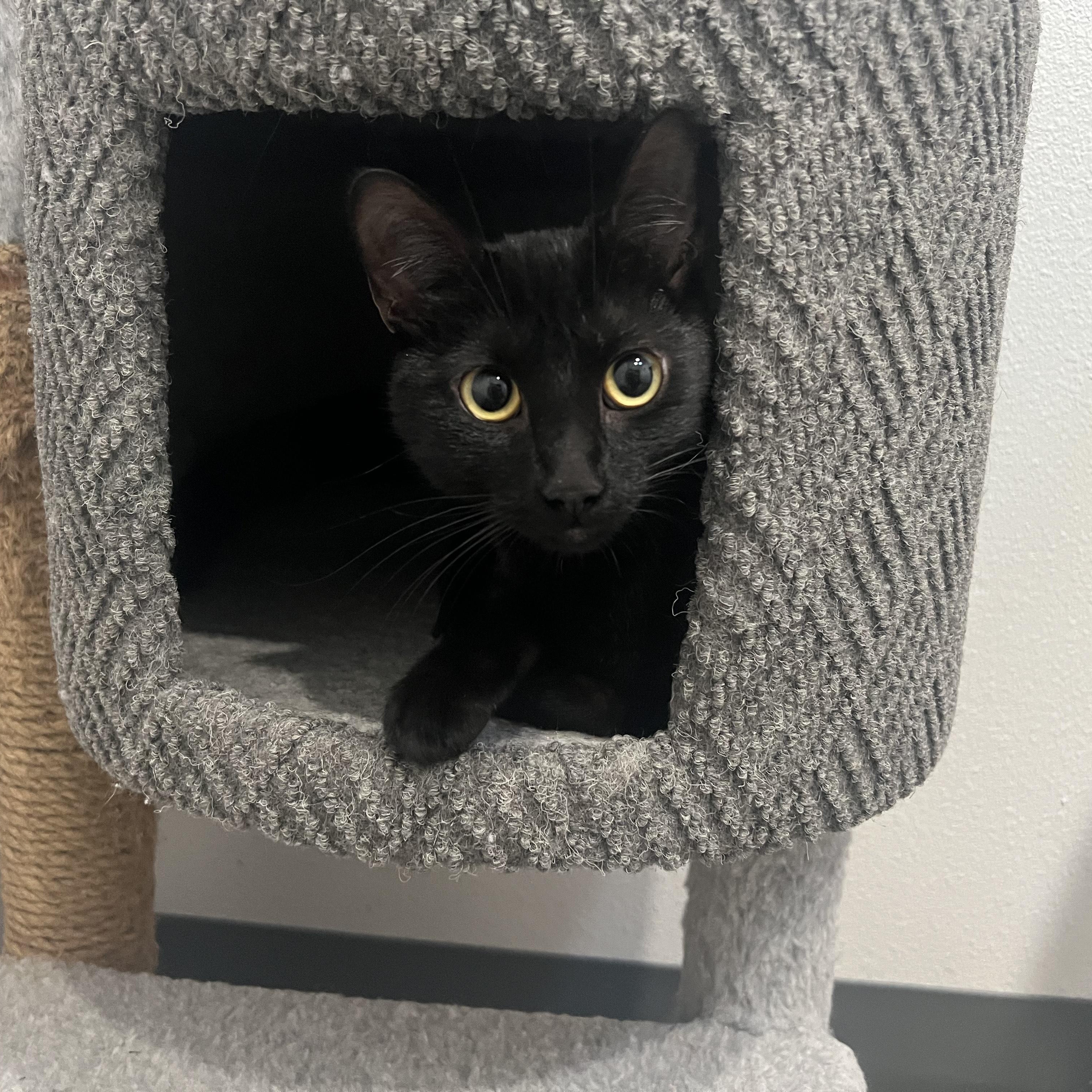 Alba, ADOPTABLE, Adult Female Domestic Short Hair.