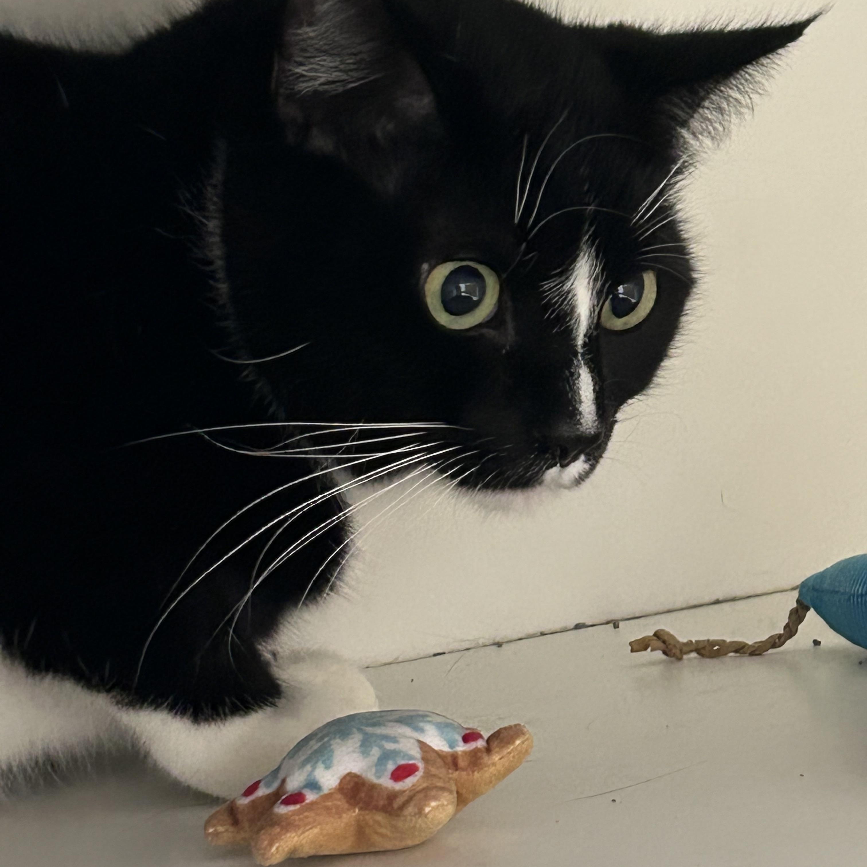 Enlarge Obsydian , a Adoptable Domestic Short Hair in Wallingford, CT image 4/4