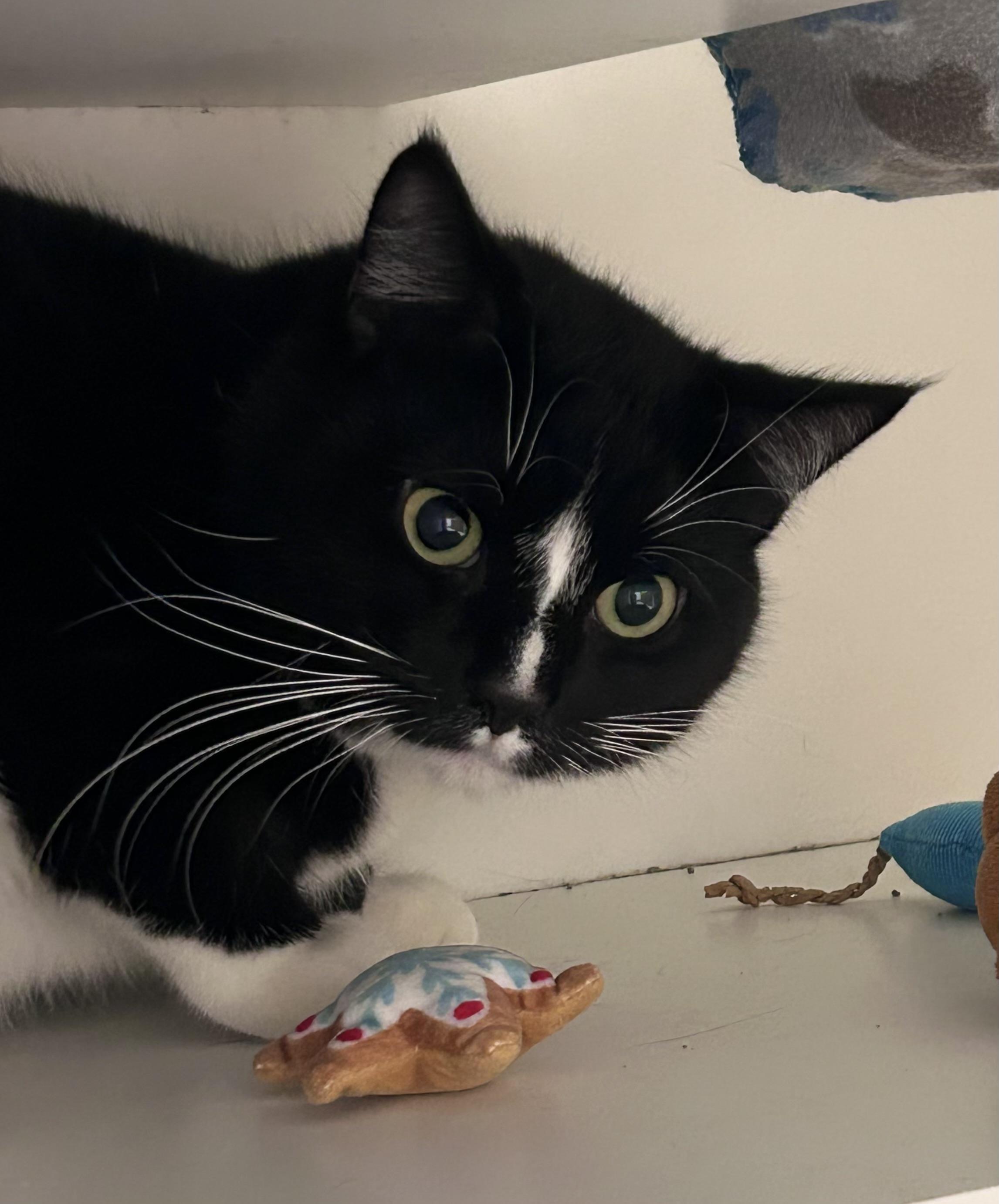 Obsydian , Adoptable, Young Male Domestic Short Hair.