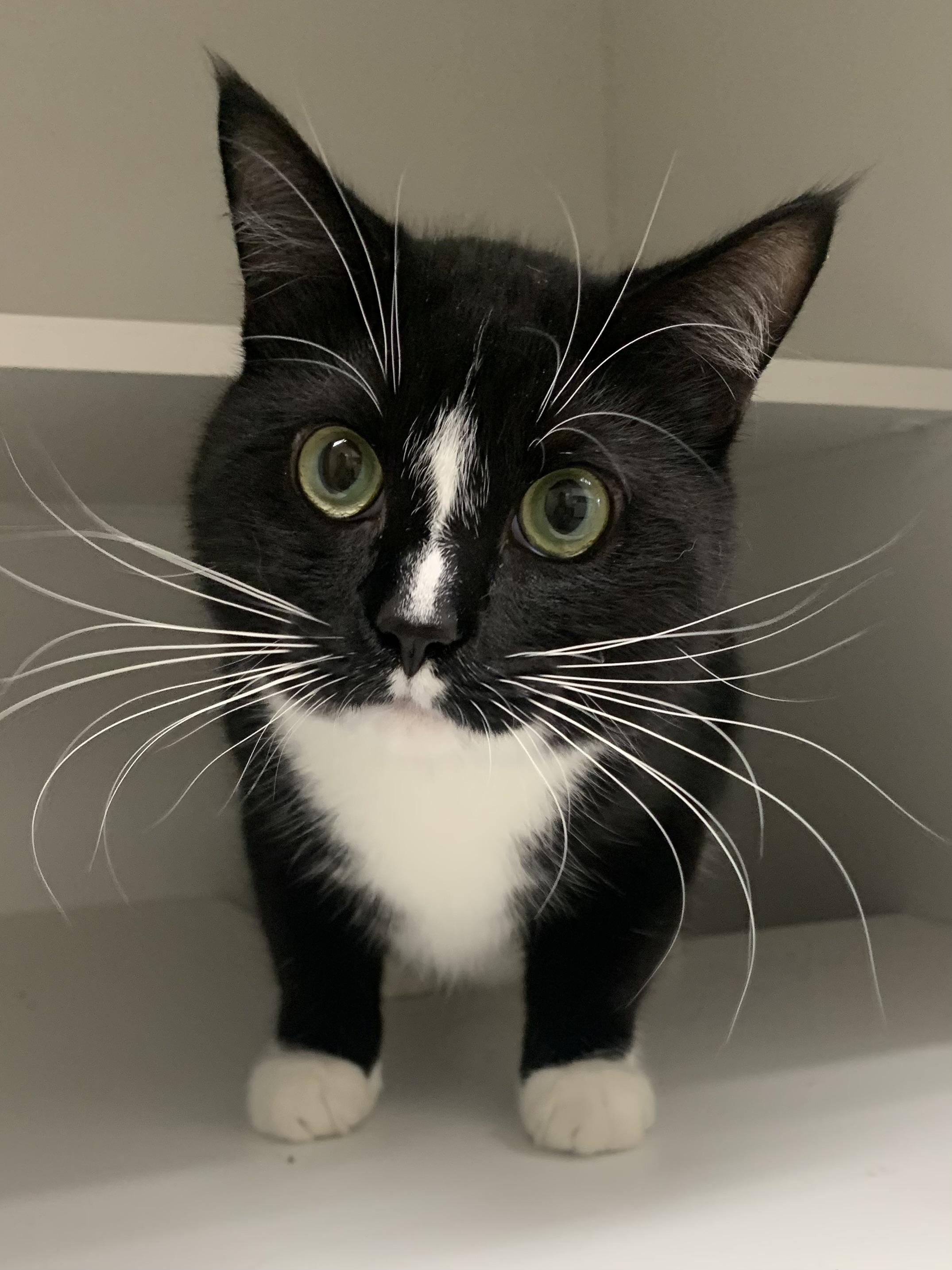 Enlarge Obsydian , a Adoptable Domestic Short Hair in Wallingford, CT image 1/5