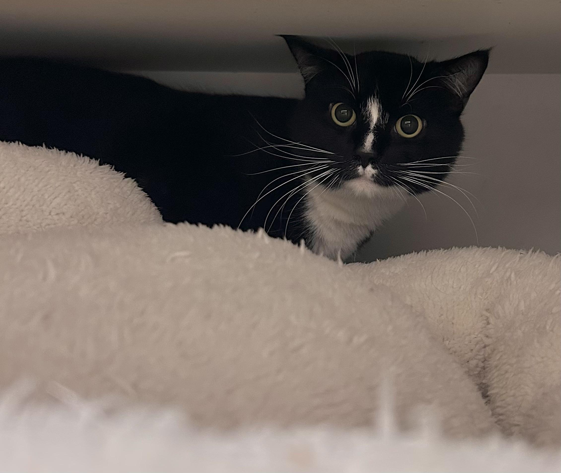 Enlarge Obsydian , a Adoptable Domestic Short Hair in Wallingford, CT image 2/4