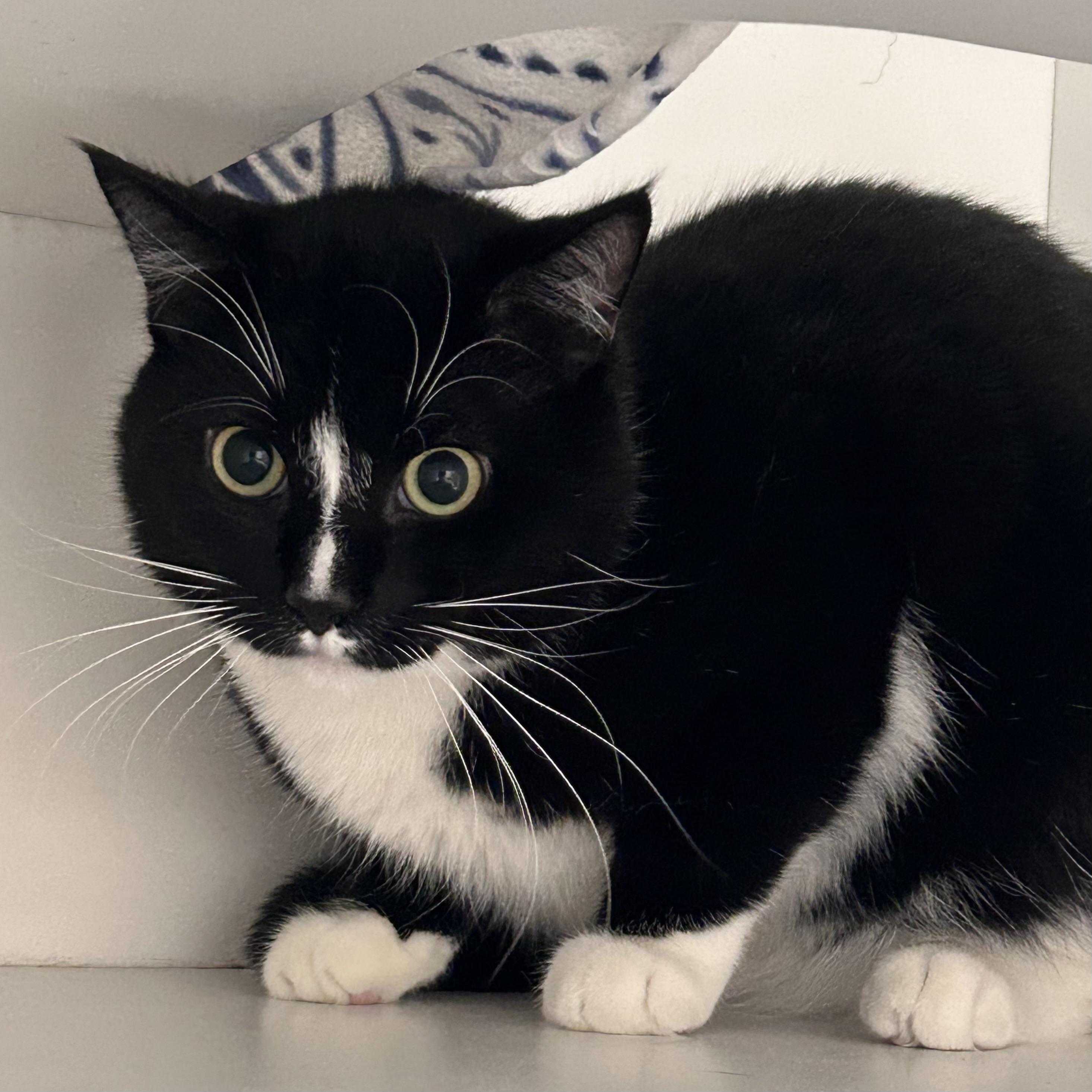 Enlarge Obsydian , a Adoptable Domestic Short Hair in Wallingford, CT image 3/4