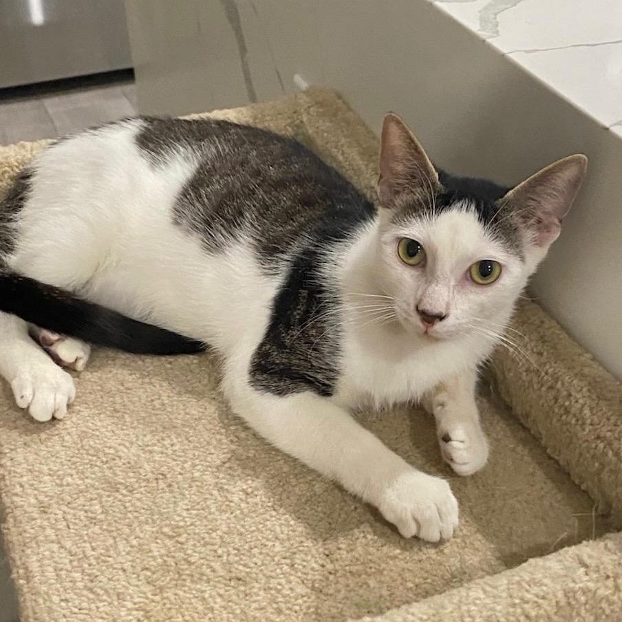 Enlarge Parker, a Adoptable Domestic Short Hair in Portsmouth, NH image 4/4