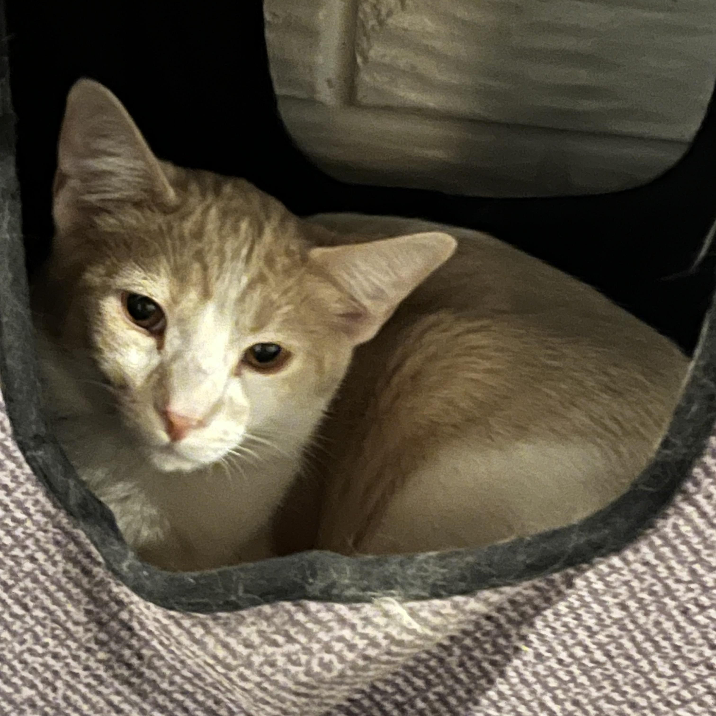 Yoda, Adoptable, Young Male Domestic Short Hair.