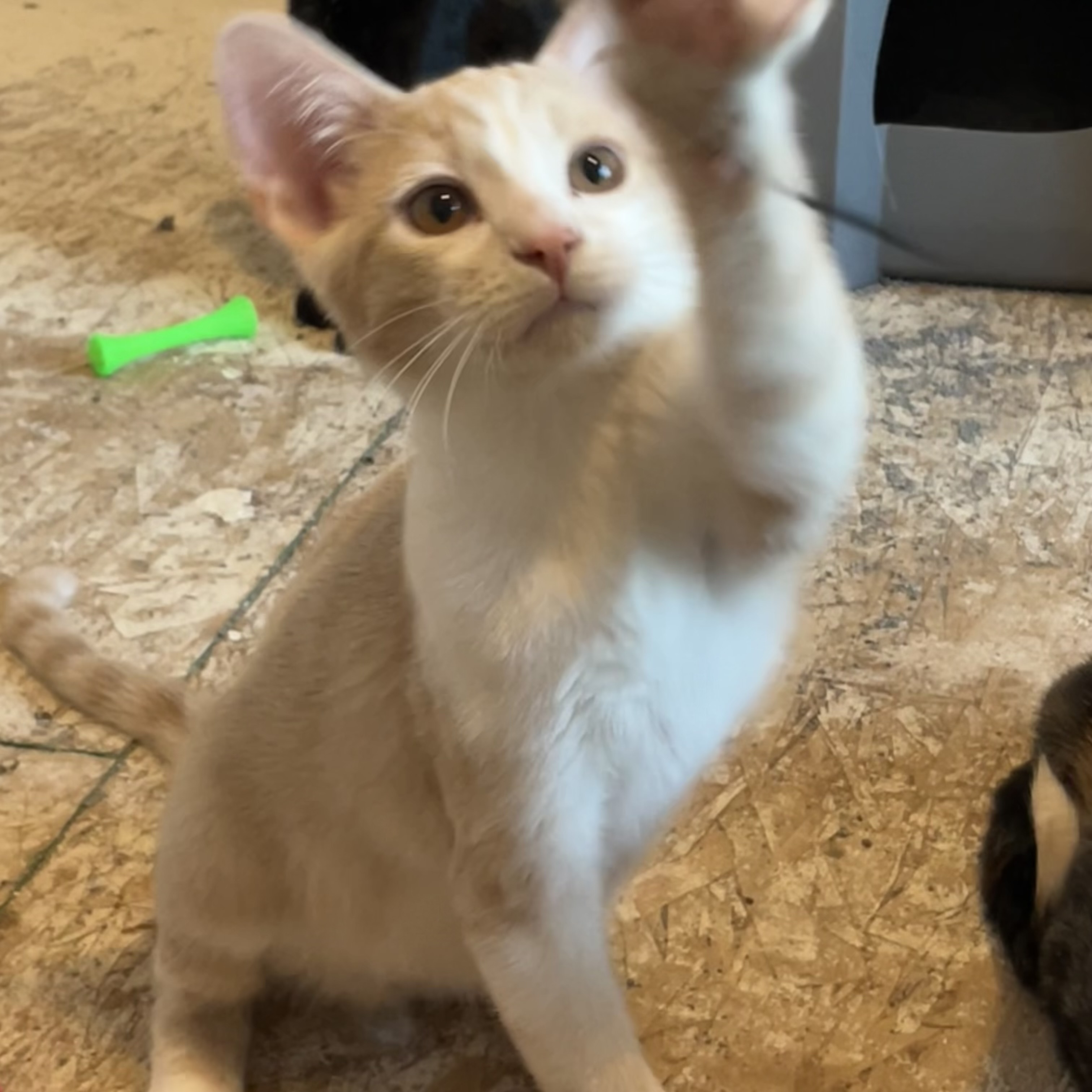 Yoda, a Adoptable Domestic Short Hair in Lake Geneva, WI image 6/6