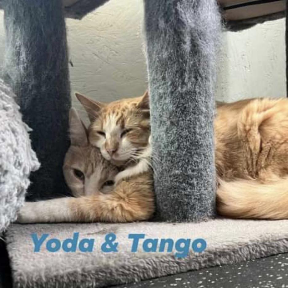 Yoda, a Adoptable Domestic Short Hair in Lake Geneva, WI image 2/6