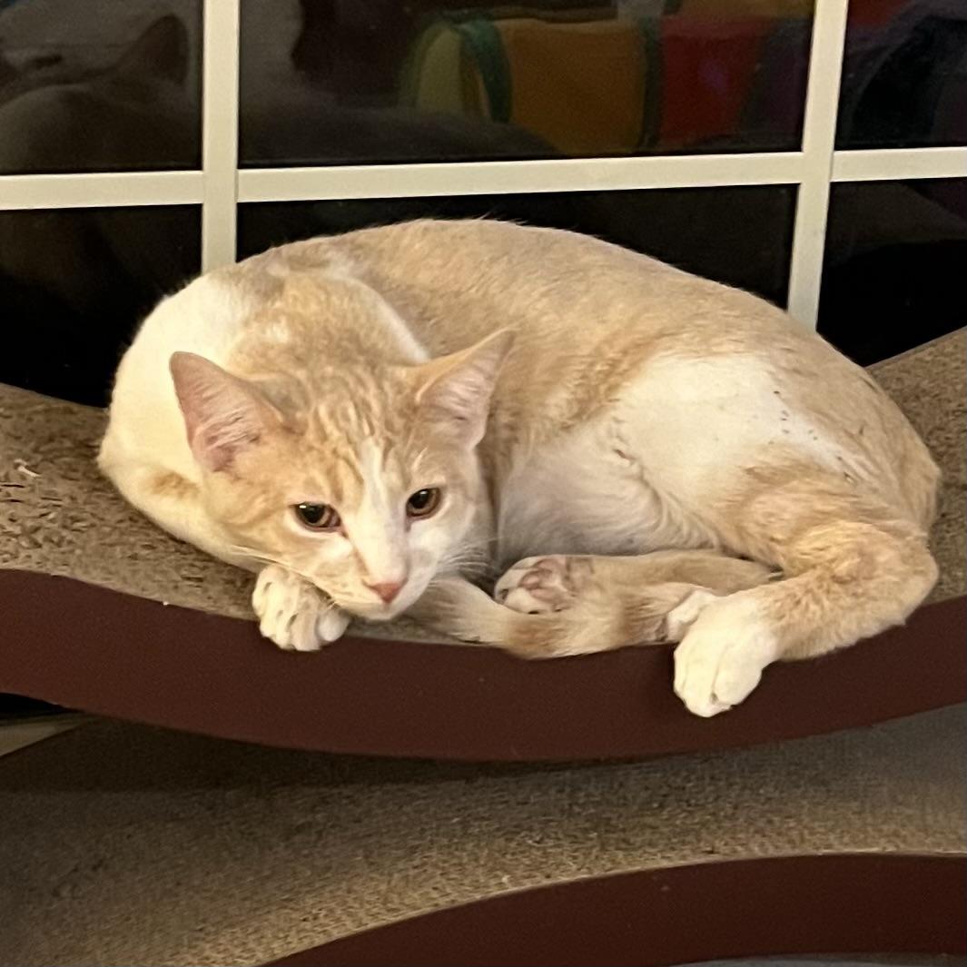 Yoda, Adoptable, Young Male Domestic Short Hair.