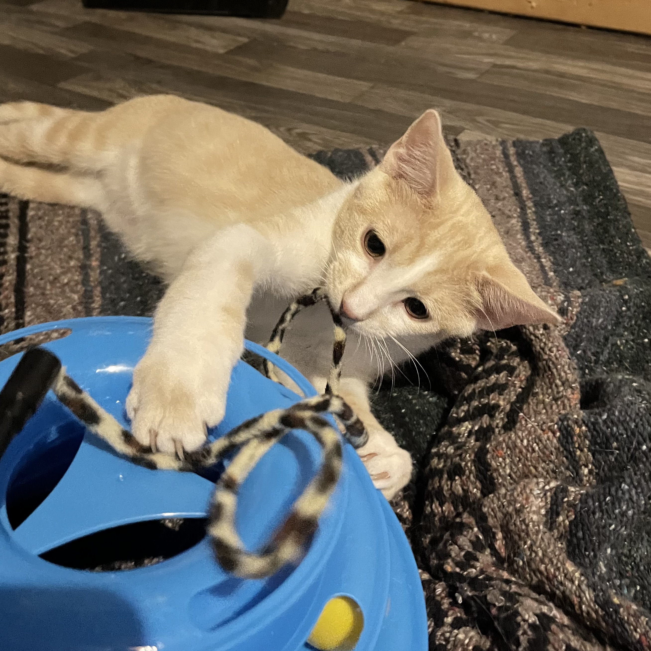 Yoda, a Adoptable Domestic Short Hair in Lake Geneva, WI image 4/6