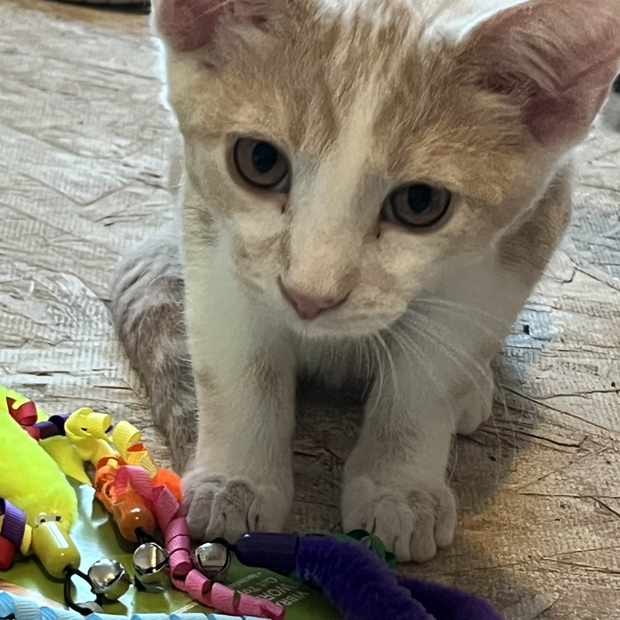 Yoda, a Adoptable Domestic Short Hair in Lake Geneva, WI image 5/6