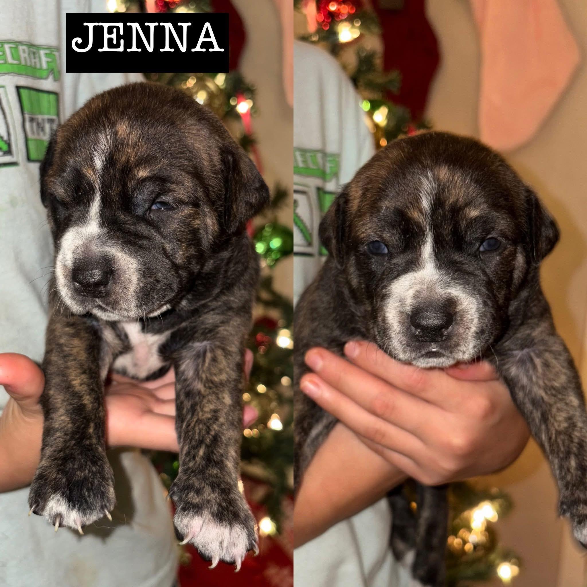 Momma Eleni 4 girls, a Adoptable mixed breed in Whitestone, NY image 1/3