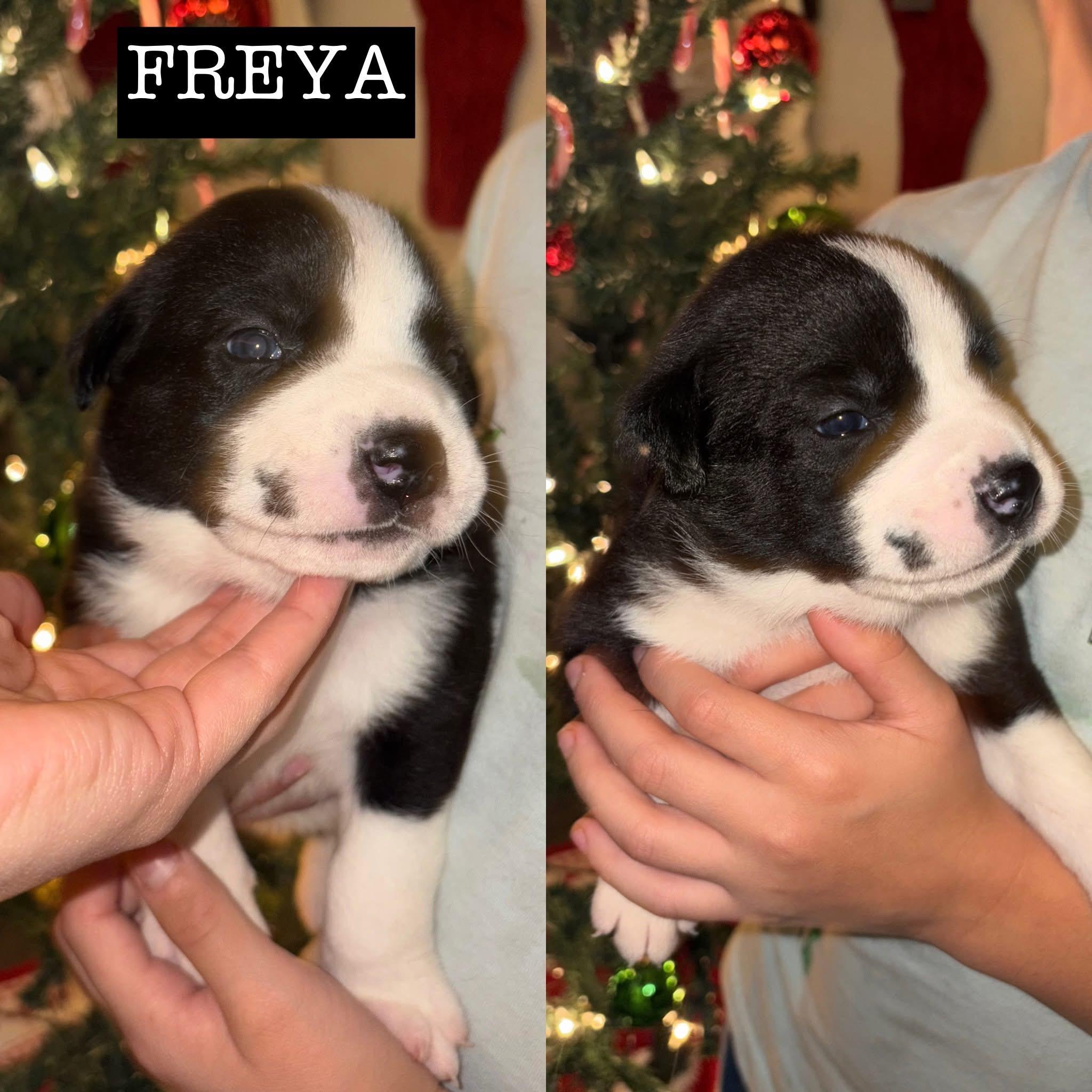 Momma Eleni 4 girls, a Adoptable mixed breed in Whitestone, NY image 2/3