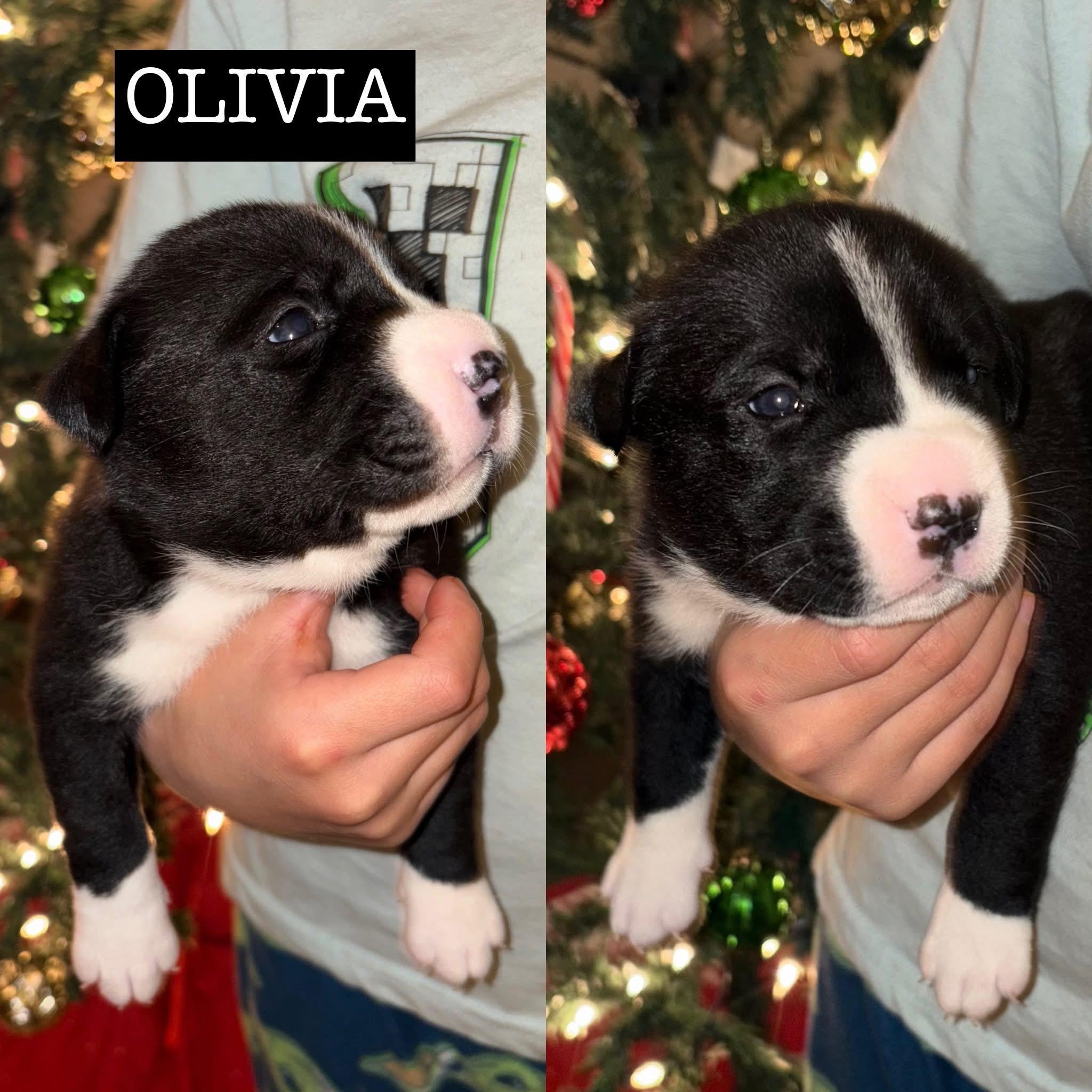 Momma Eleni 4 girls, a Adoptable mixed breed in Whitestone, NY image 3/3