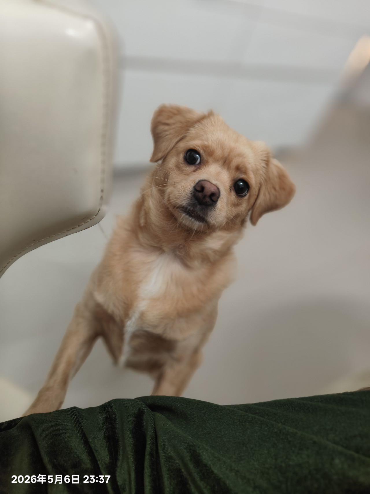 Dolly, a ADOPTABLE Mixed Breed in Markham, ON image 1/3