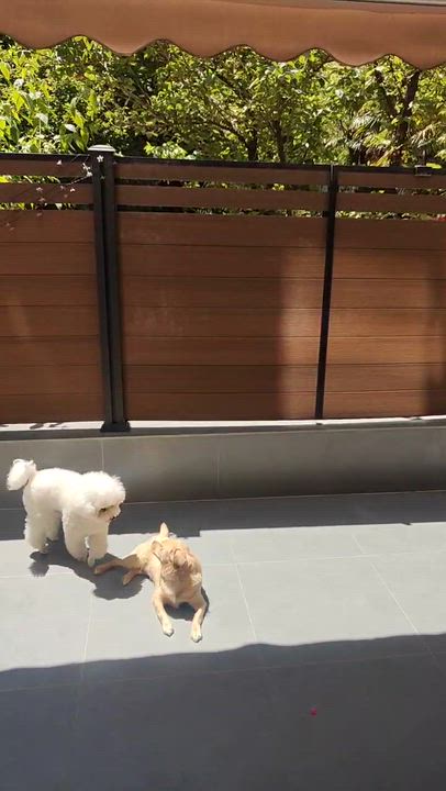 Enlarge Dolly, a ADOPTABLE Mixed Breed in Markham, ON video 3/3