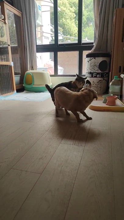 Enlarge Dolly, a ADOPTABLE Mixed Breed in Markham, ON video 2/3