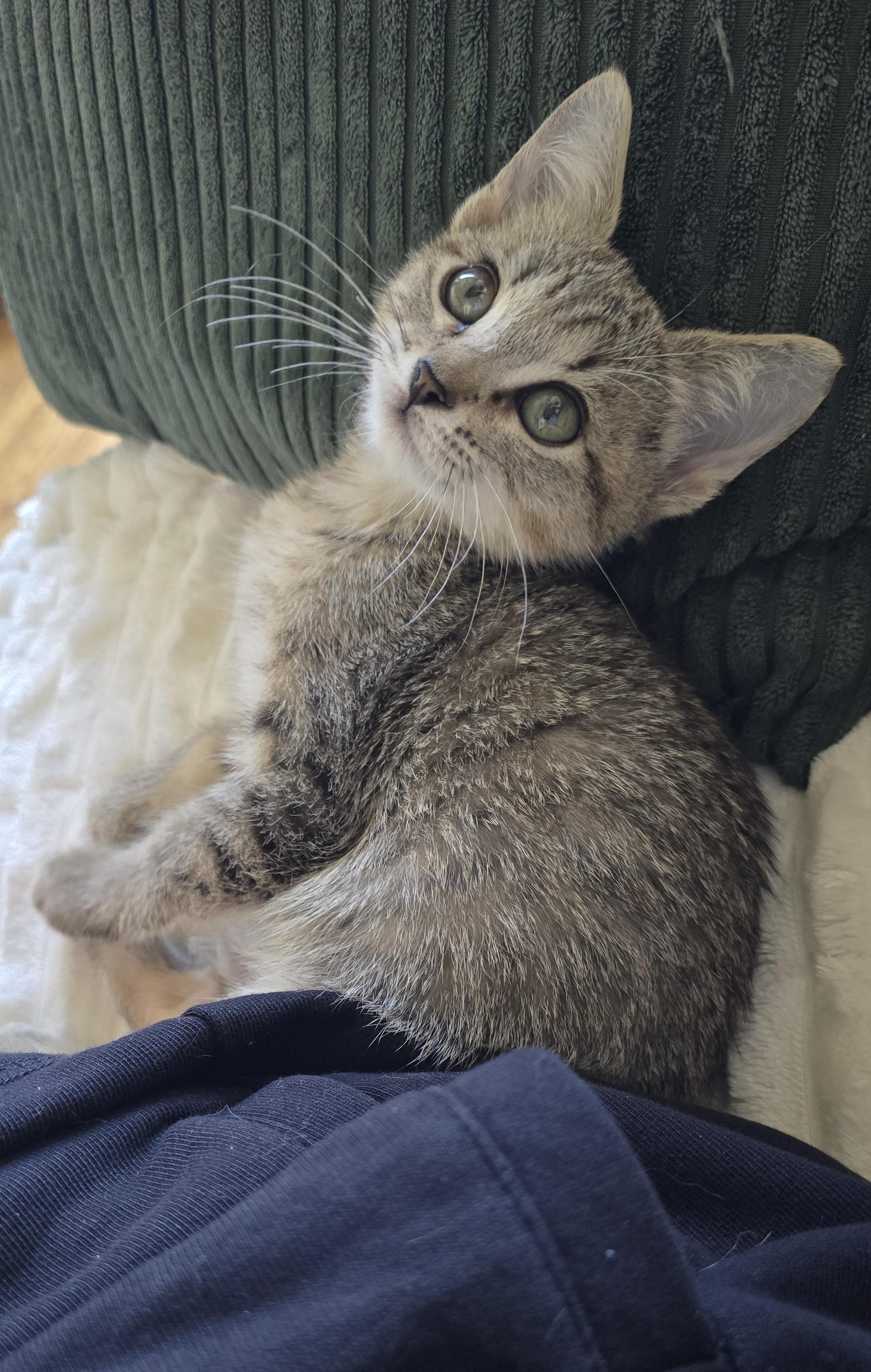 Enlarge Lilo (small & snuggly), a Adoptable Domestic Short Hair in Houston, TX image 3/6