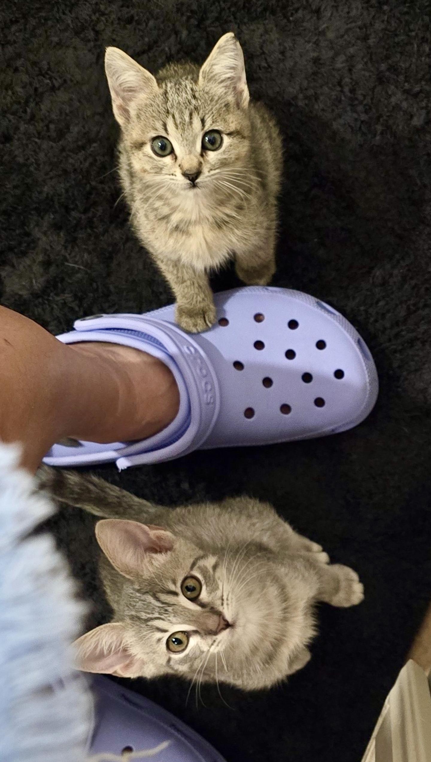 Enlarge Lilo (small & snuggly), a Adoptable Domestic Short Hair in Houston, TX image 5/6
