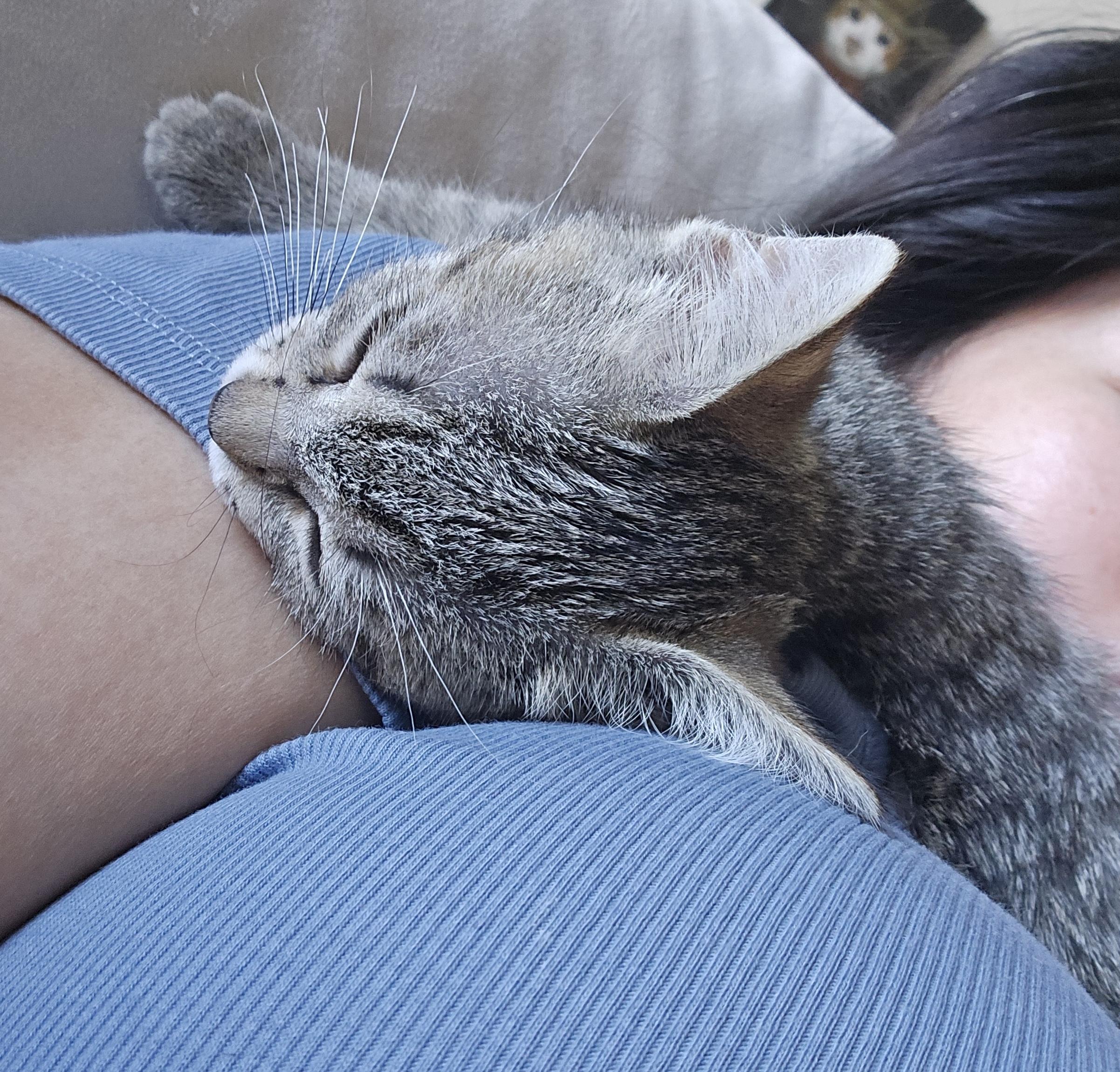 Enlarge Lilo (small & snuggly), a Adoptable Domestic Short Hair in Houston, TX image 4/6
