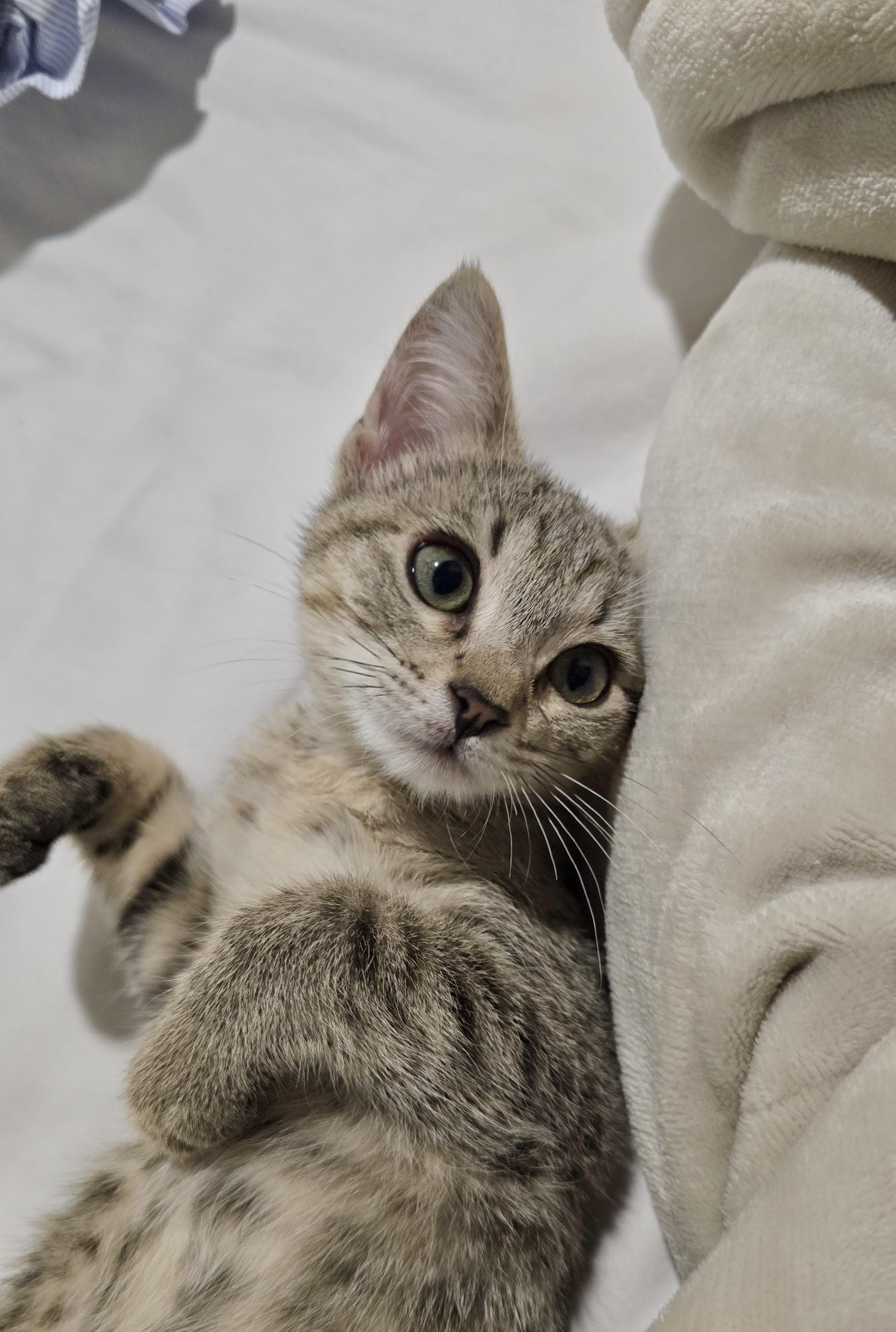 Enlarge Lilo (small & snuggly), a Adoptable Domestic Short Hair in Houston, TX image 1/6