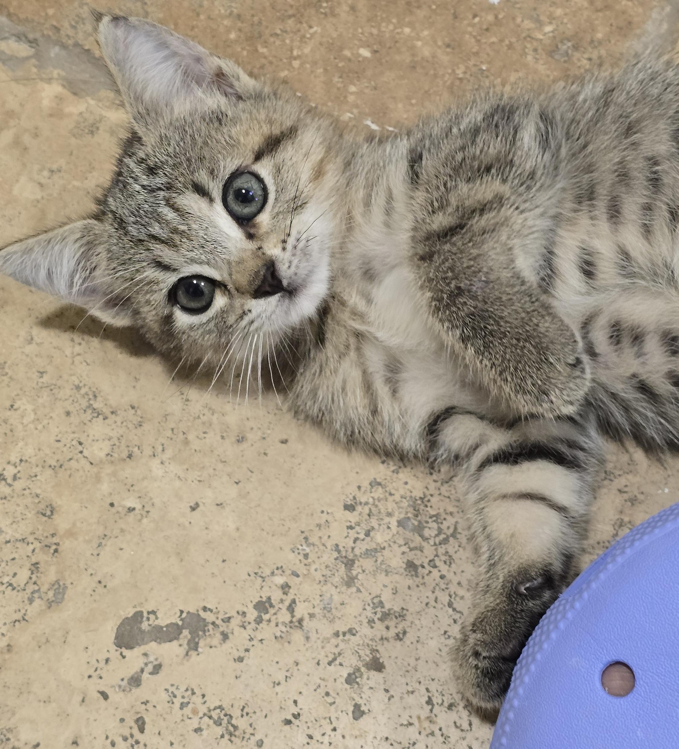 Enlarge Lilo (small & snuggly), a Adoptable Domestic Short Hair in Houston, TX image 2/6