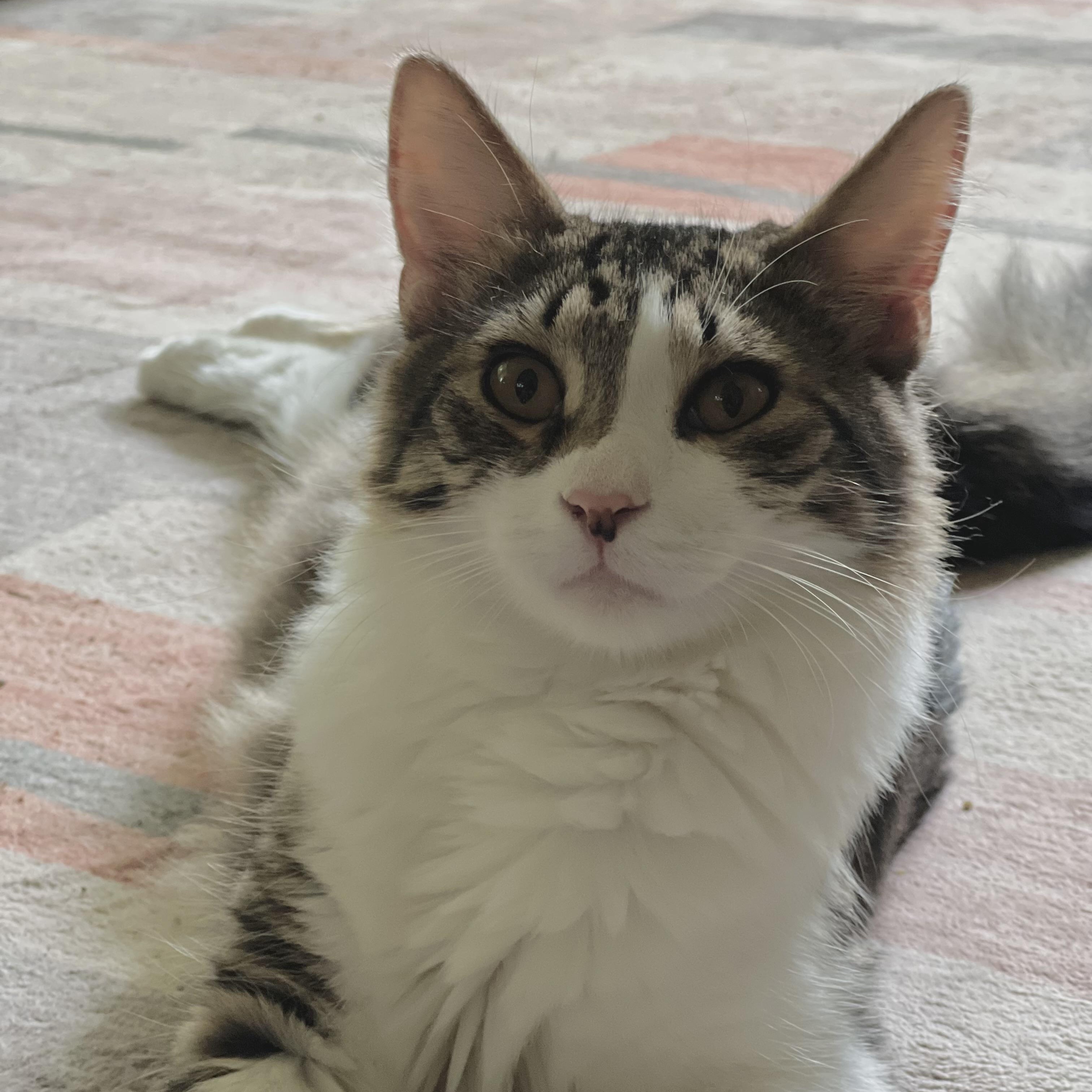 Atticus, a ADOPTABLE mixed breed in Maplewood, NJ image 2/6