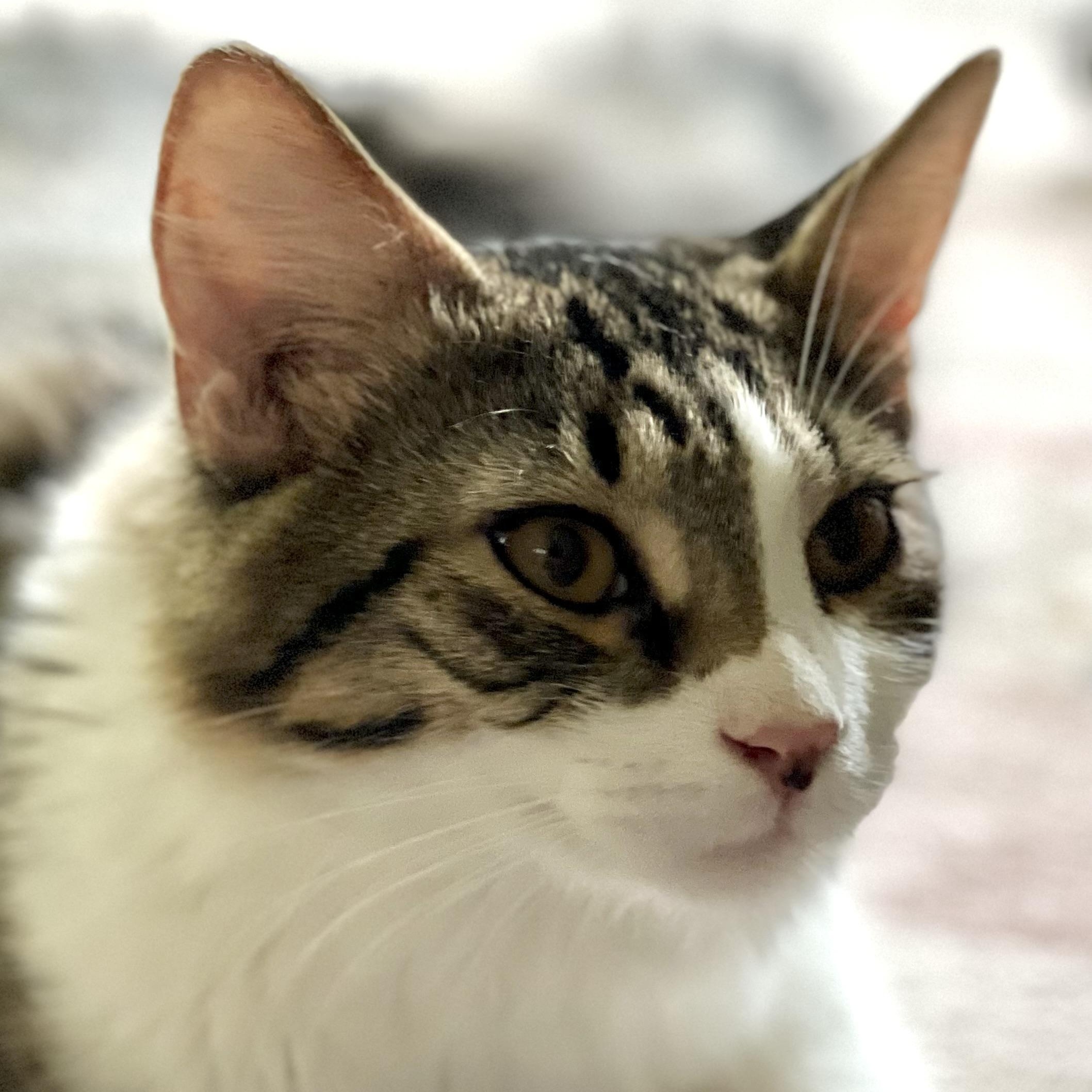 Atticus, ADOPTABLE, Young Male Domestic Medium Hair & Domestic Long Hair.