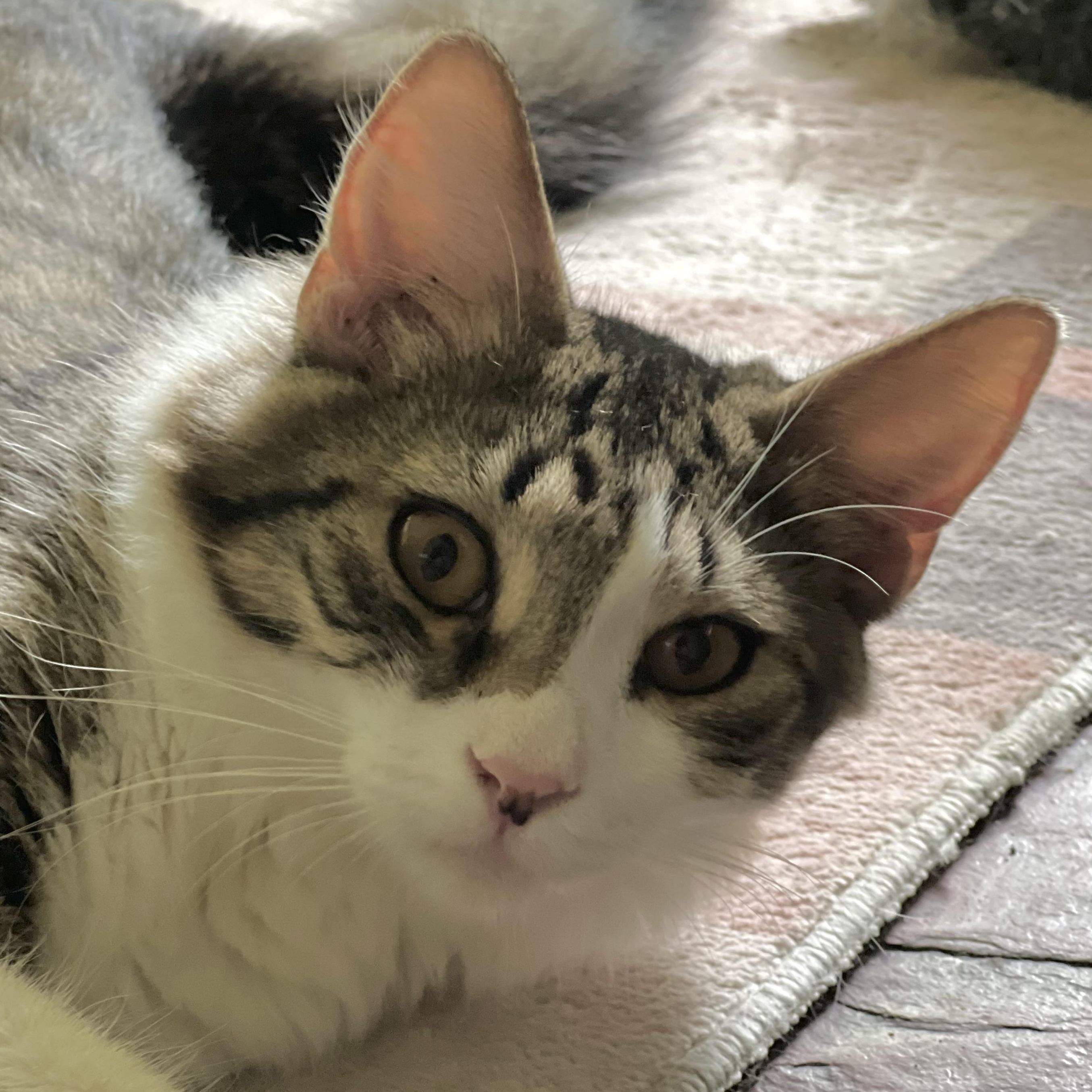 Atticus, a ADOPTABLE mixed breed in Maplewood, NJ image 6/6
