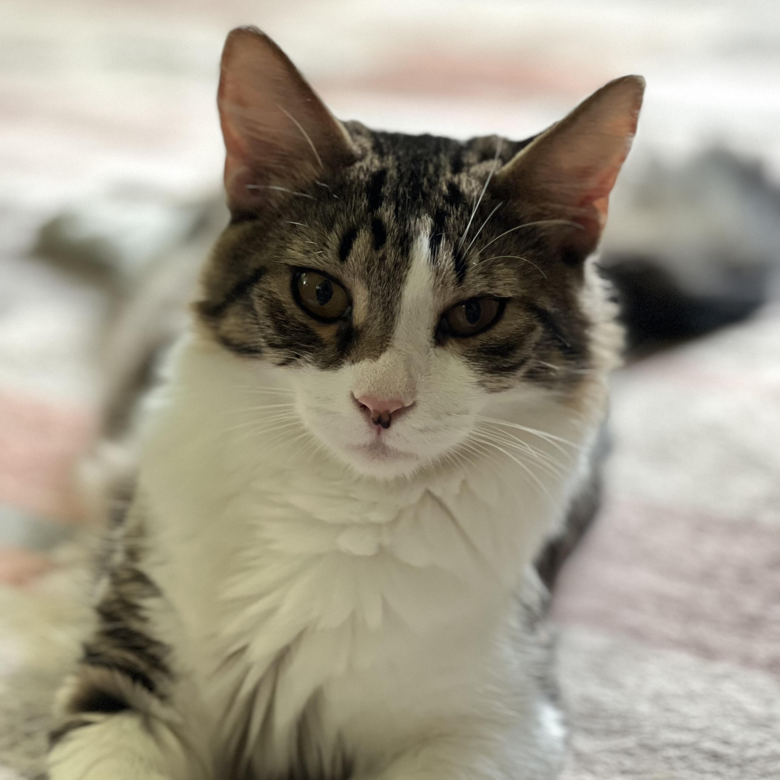Atticus, a ADOPTABLE mixed breed in Maplewood, NJ image 3/6