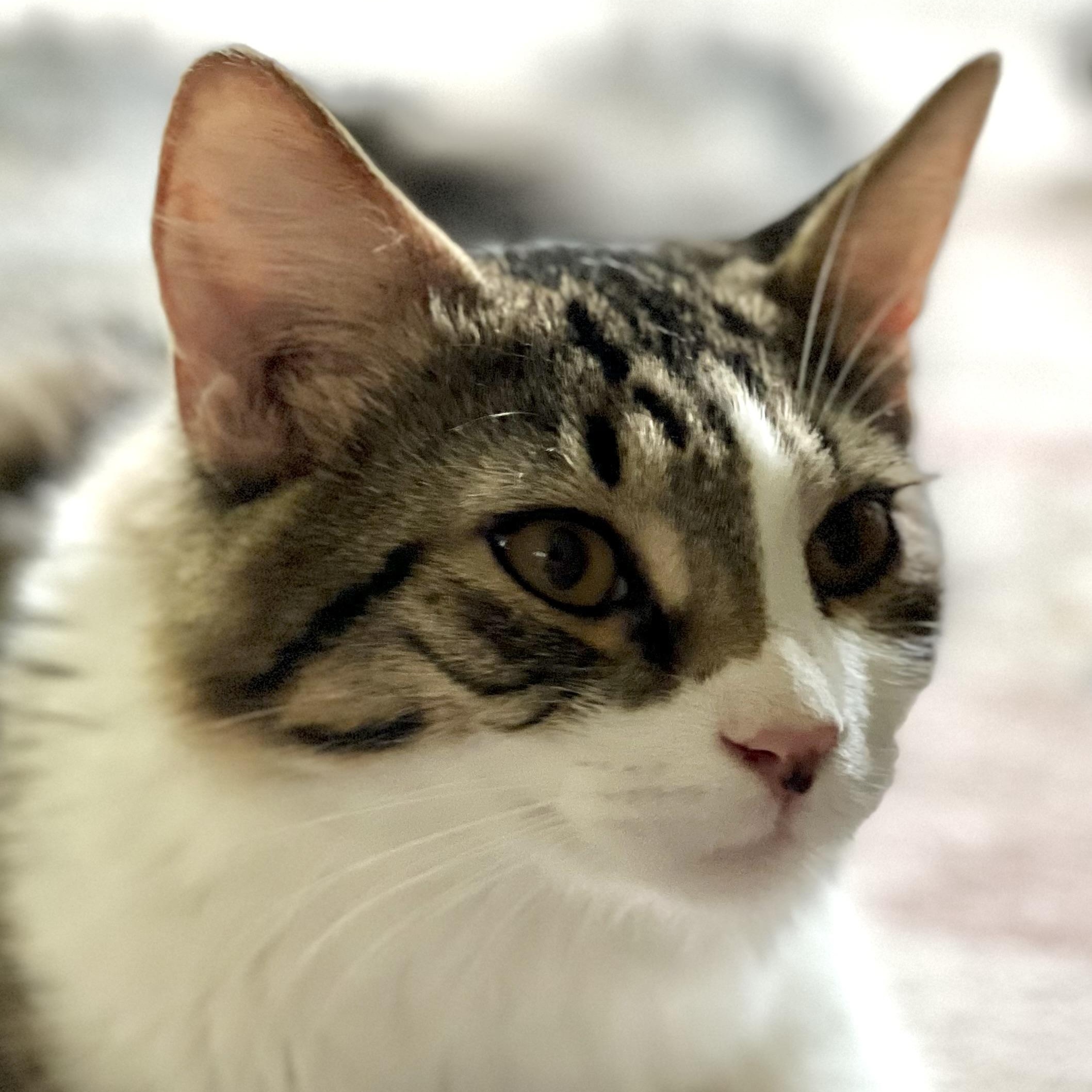 Atticus, a ADOPTABLE mixed breed in Maplewood, NJ image 4/6