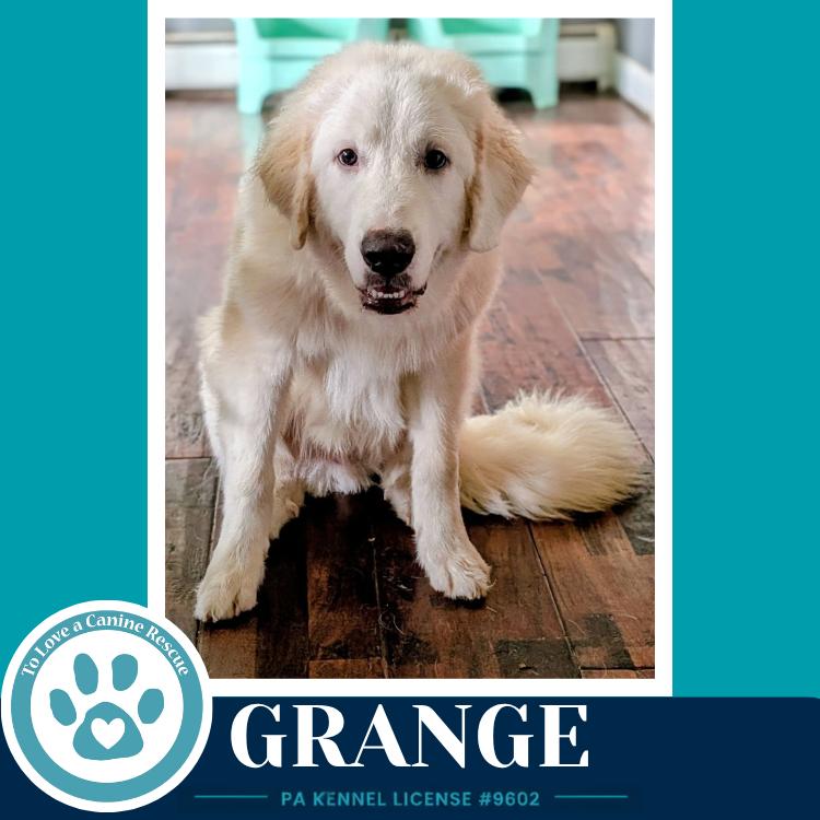 Grange 091226, Adoptable, Young Male Great Pyrenees.