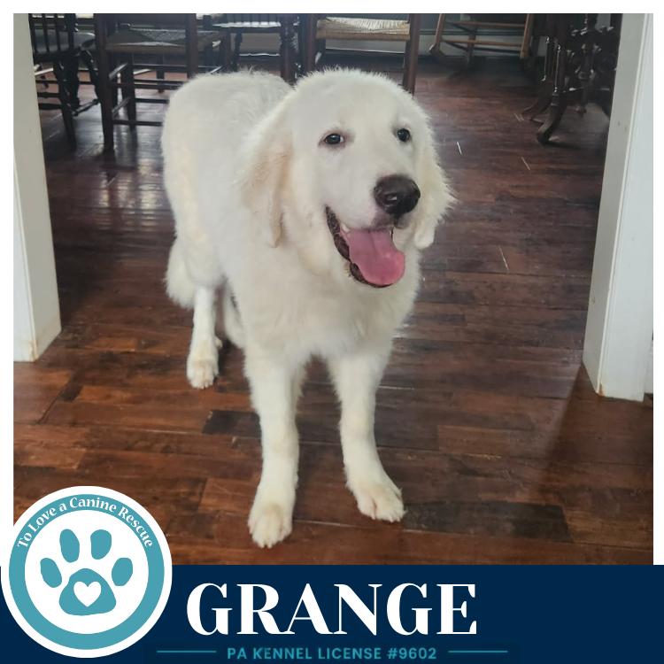 Enlarge Grange 091226, a Adoptable Great Pyrenees in Kimberton, PA image 2/4
