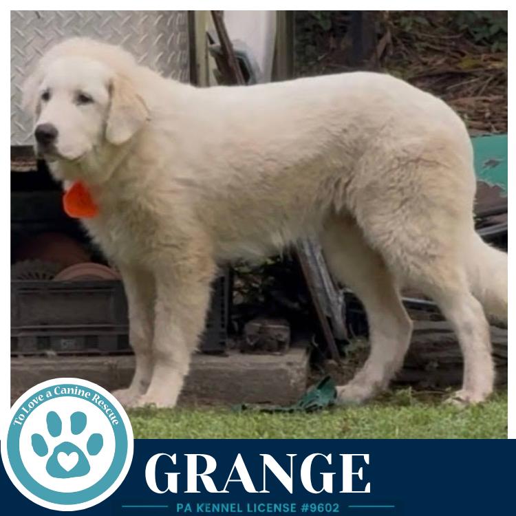 Enlarge Grange 091226, a Adoptable Great Pyrenees in Kimberton, PA image 3/4