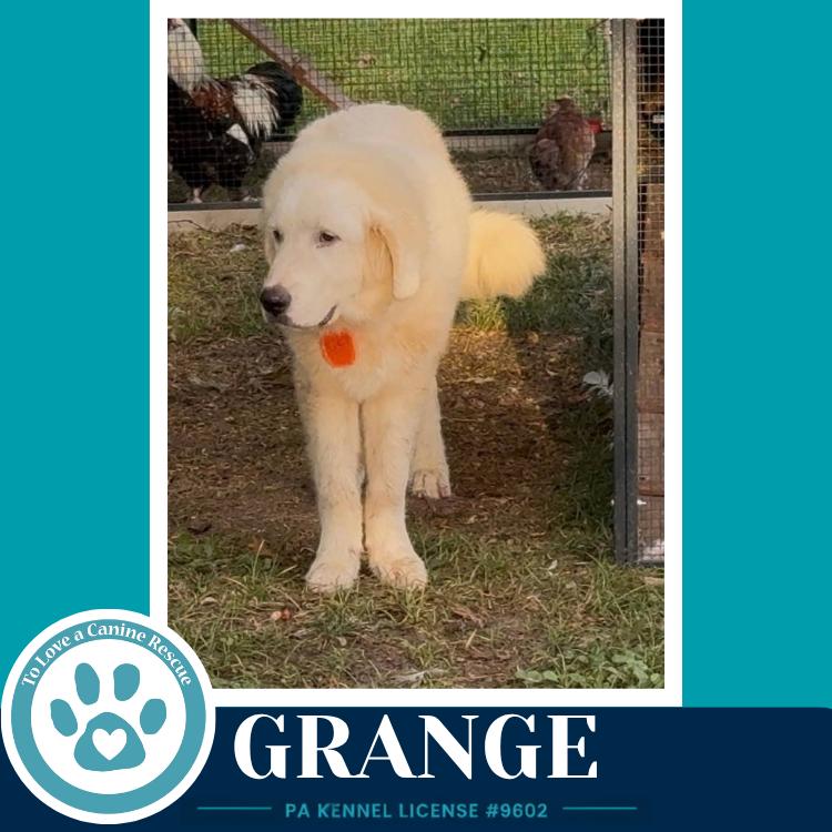 Enlarge Grange 091226, a Adoptable Great Pyrenees in Kimberton, PA image 4/4
