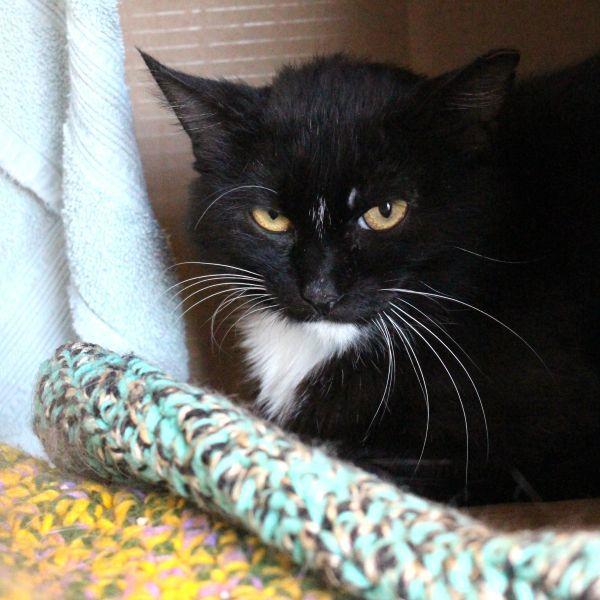 Enlarge Thaddeus, a Adoptable mixed breed in Des Moines, IA image 1/2