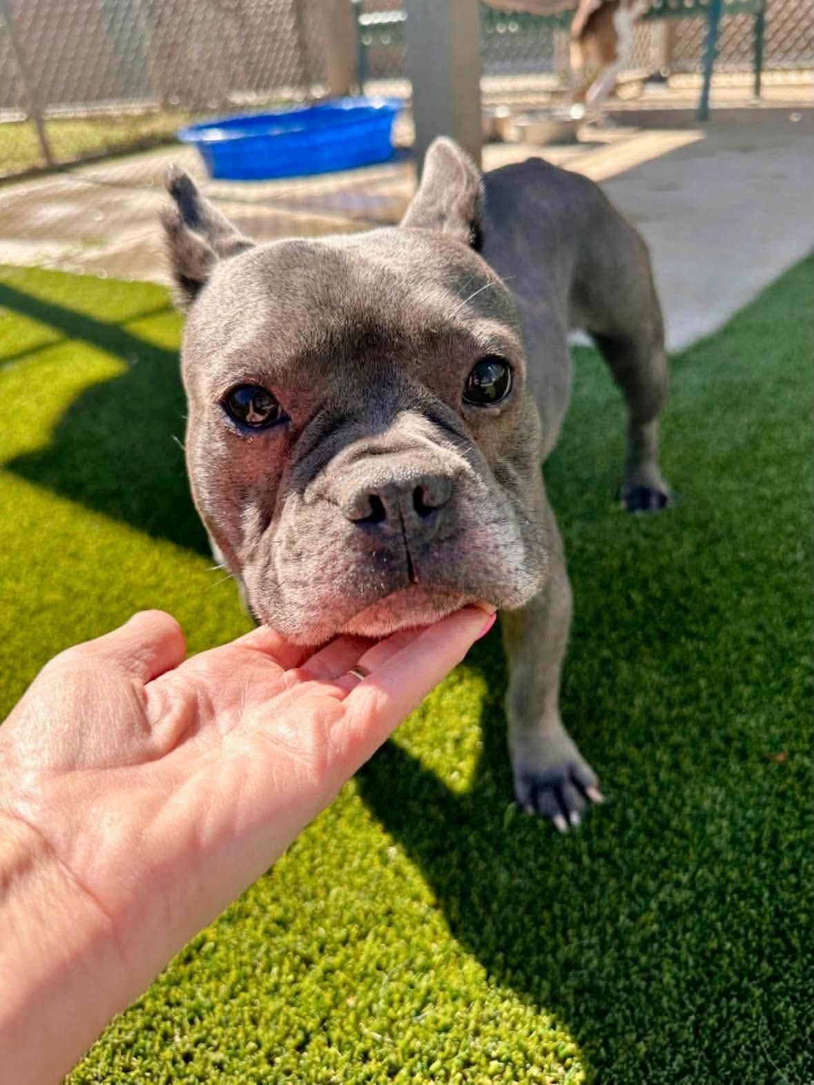 Enlarge Sophie, a Adoptable French Bulldog in Kuna, ID image 2/2