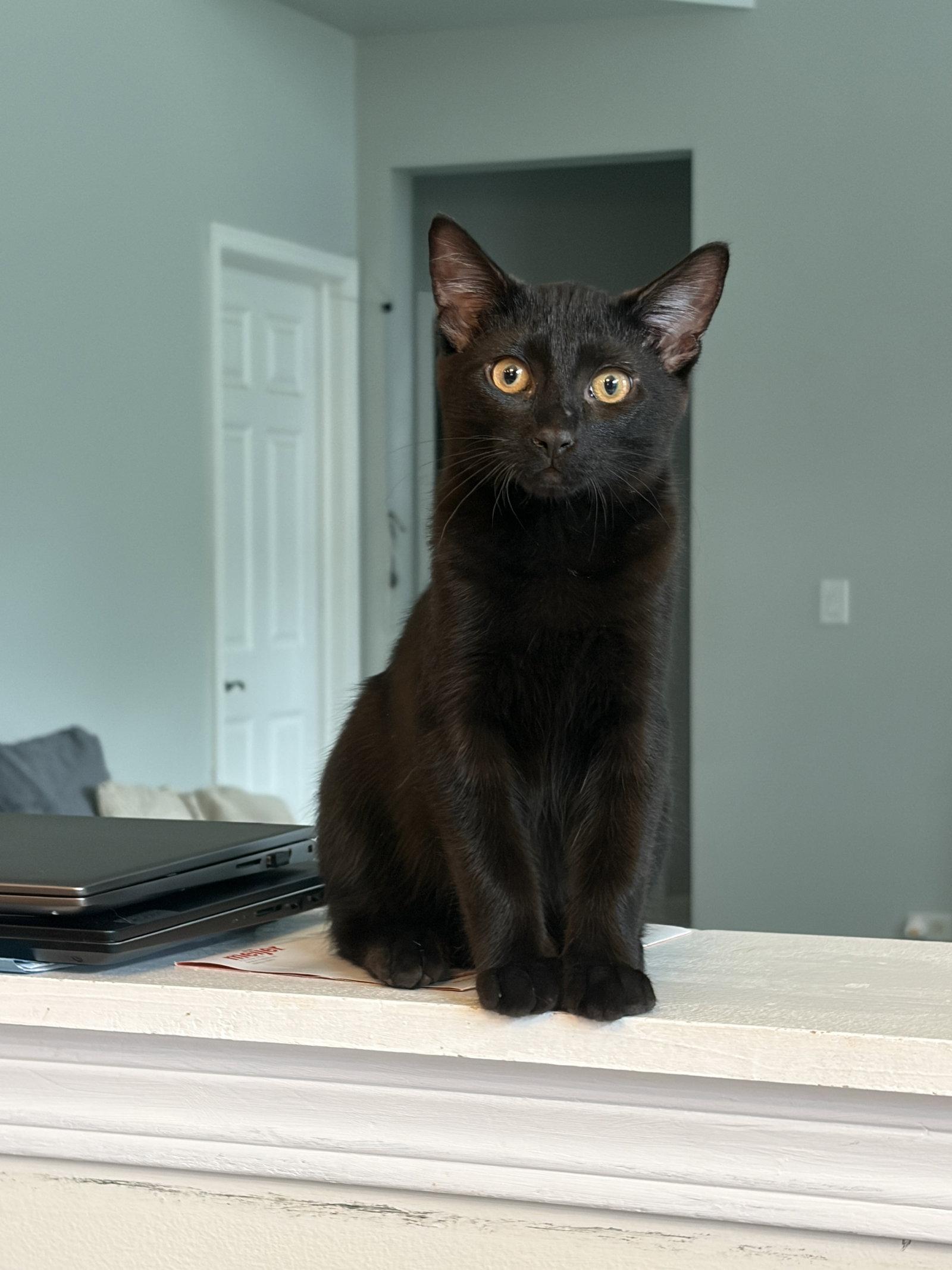 PHOENIX, Adoptable, Kitten Male Domestic Short Hair.