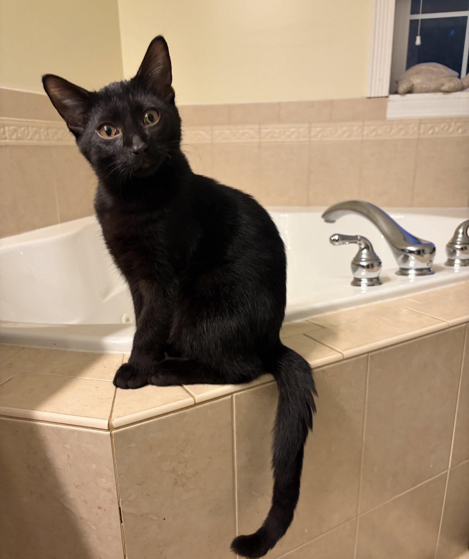 Enlarge PHOENIX, a Adoptable Domestic Short Hair in Elgin, IL image 2/3