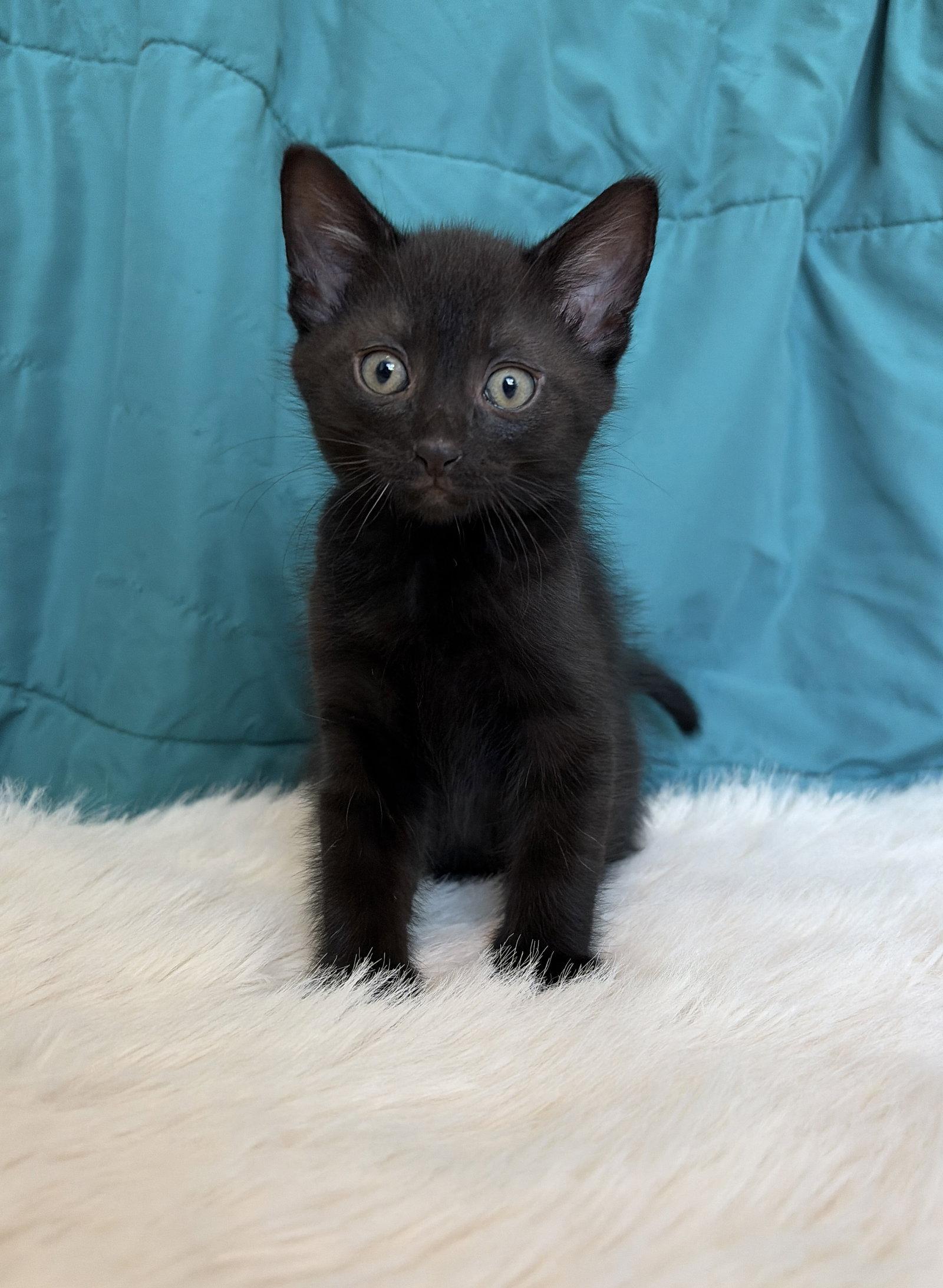 Enlarge PHOENIX, a Adoptable Domestic Short Hair in Elgin, IL image 1/1