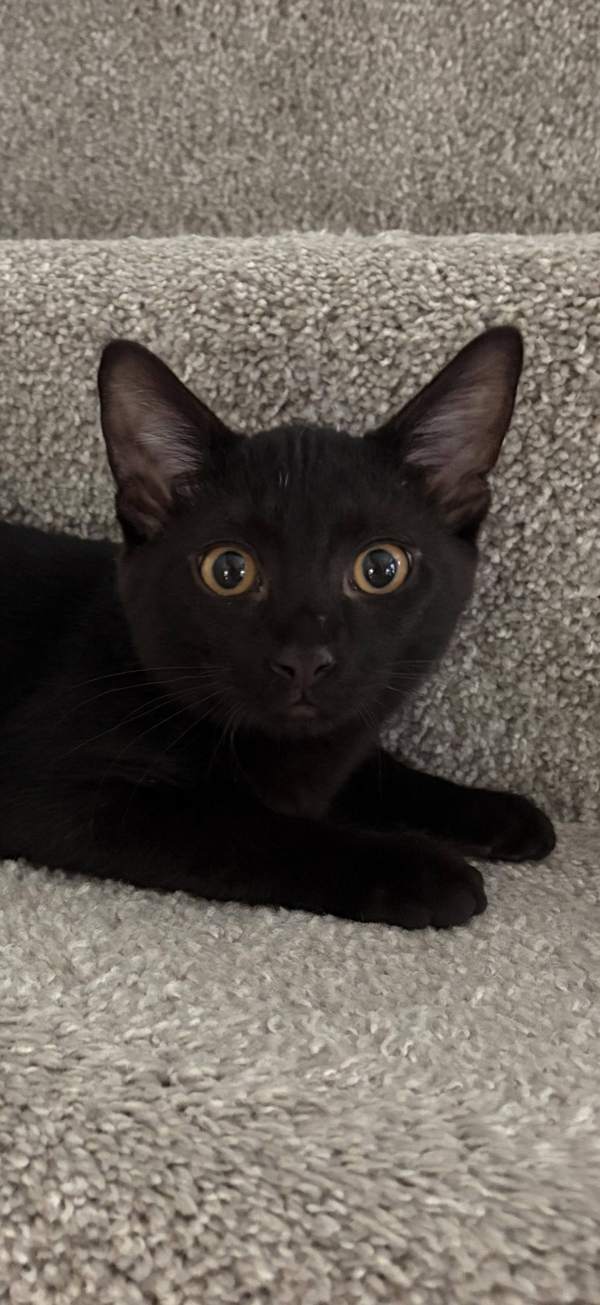Enlarge PHOENIX, a Adoptable Domestic Short Hair in Elgin, IL image 3/3
