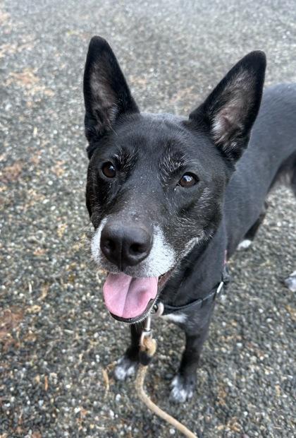 Enlarge Jade, a Adoptable mixed breed in Camano Island, WA image 1/3