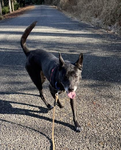 Enlarge Jade, a Adoptable mixed breed in Camano Island, WA image 2/3