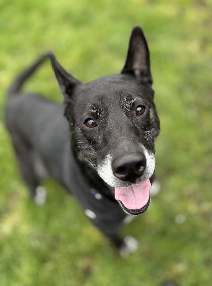 Enlarge Jade, a Adoptable mixed breed in Camano Island, WA image 3/3