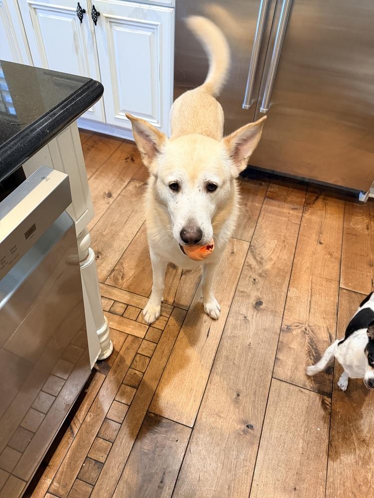 Noble, Adoptable, Adult Male German Shepherd Dog & Siberian Husky.