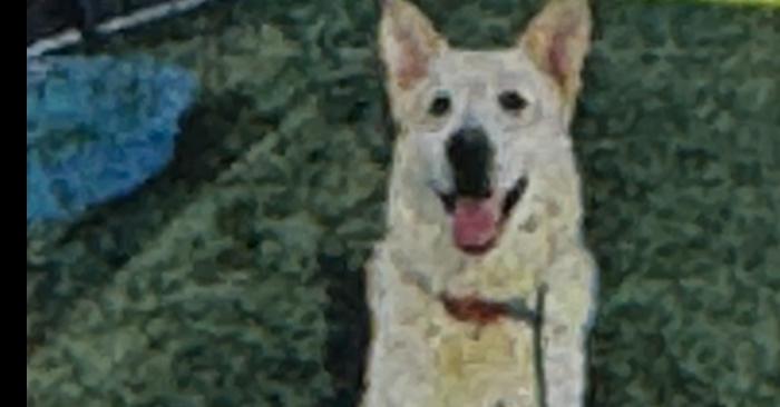 Enlarge Noble, a Adoptable mixed breed in Tigard, OR image 2/3
